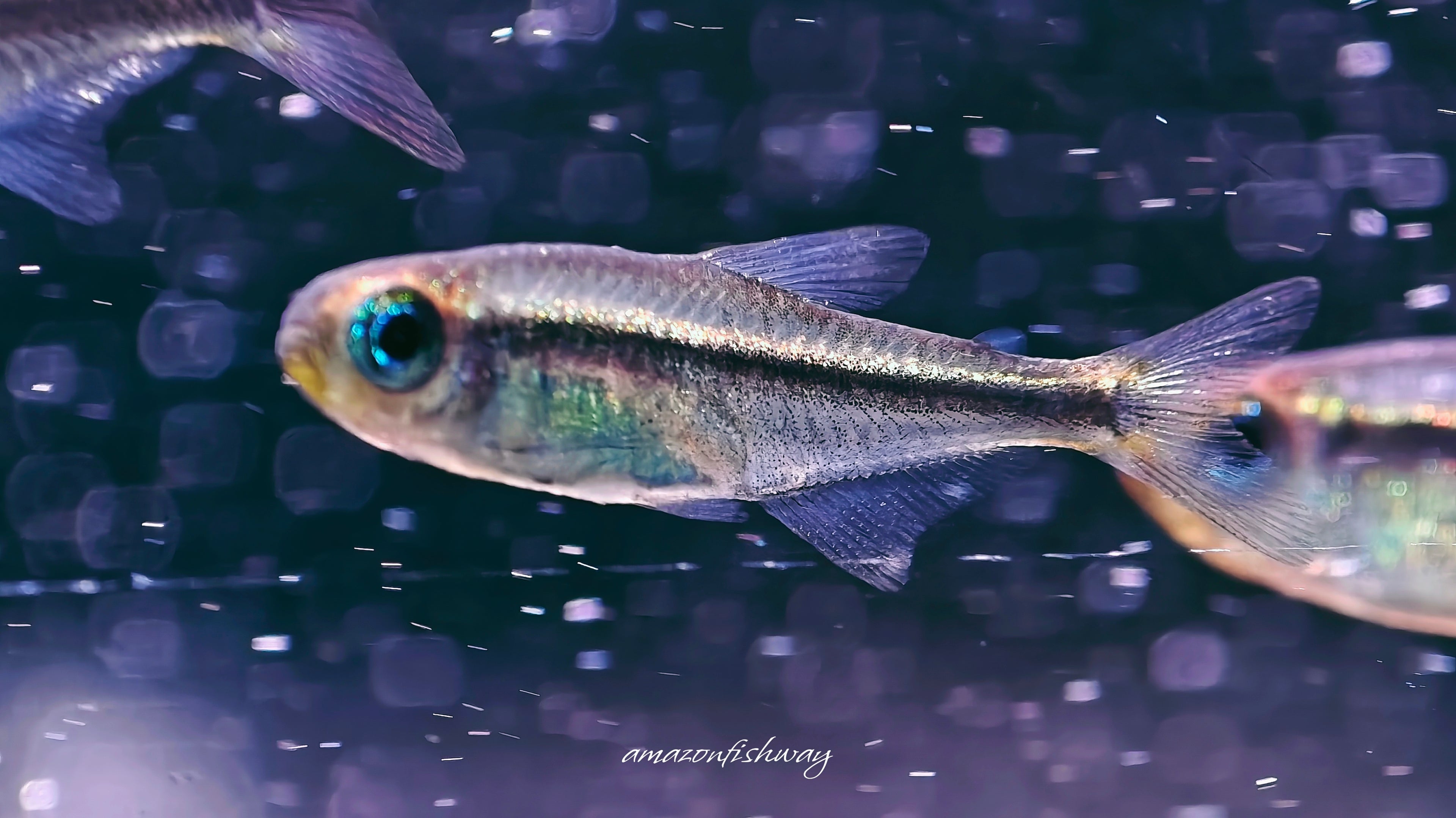 藍眼翠綠魔鬼燈野生魚群遊實拍 -
AMAZONFISHWAY 魚道