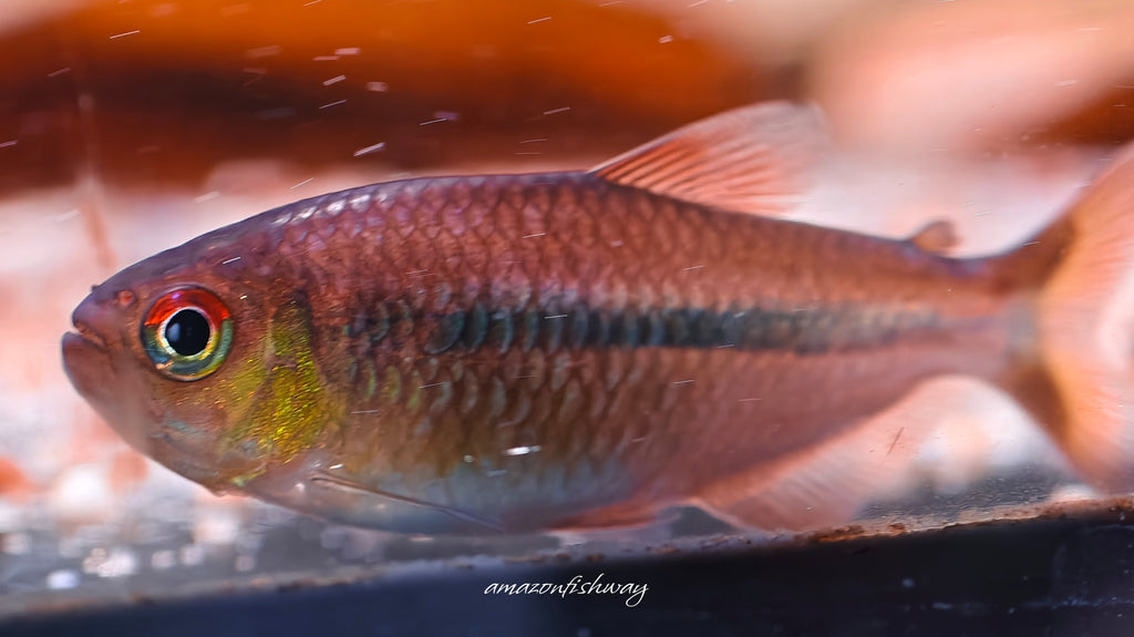 夢幻火炬燈野生魚實拍 -
AMAZONFISHWAY 魚道
