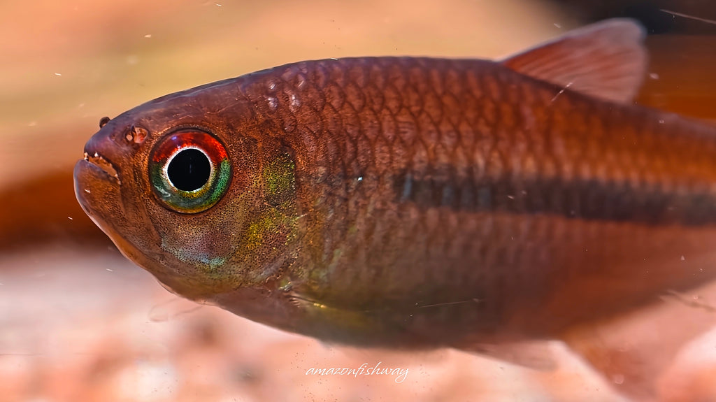 夢幻火炬燈野生魚實拍 -
AMAZONFISHWAY 魚道