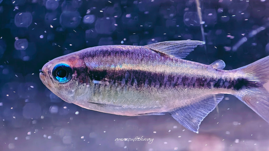 幻彩藍魔鬼燈野生魚群遊實拍 -
AMAZONFISHWAY 魚道