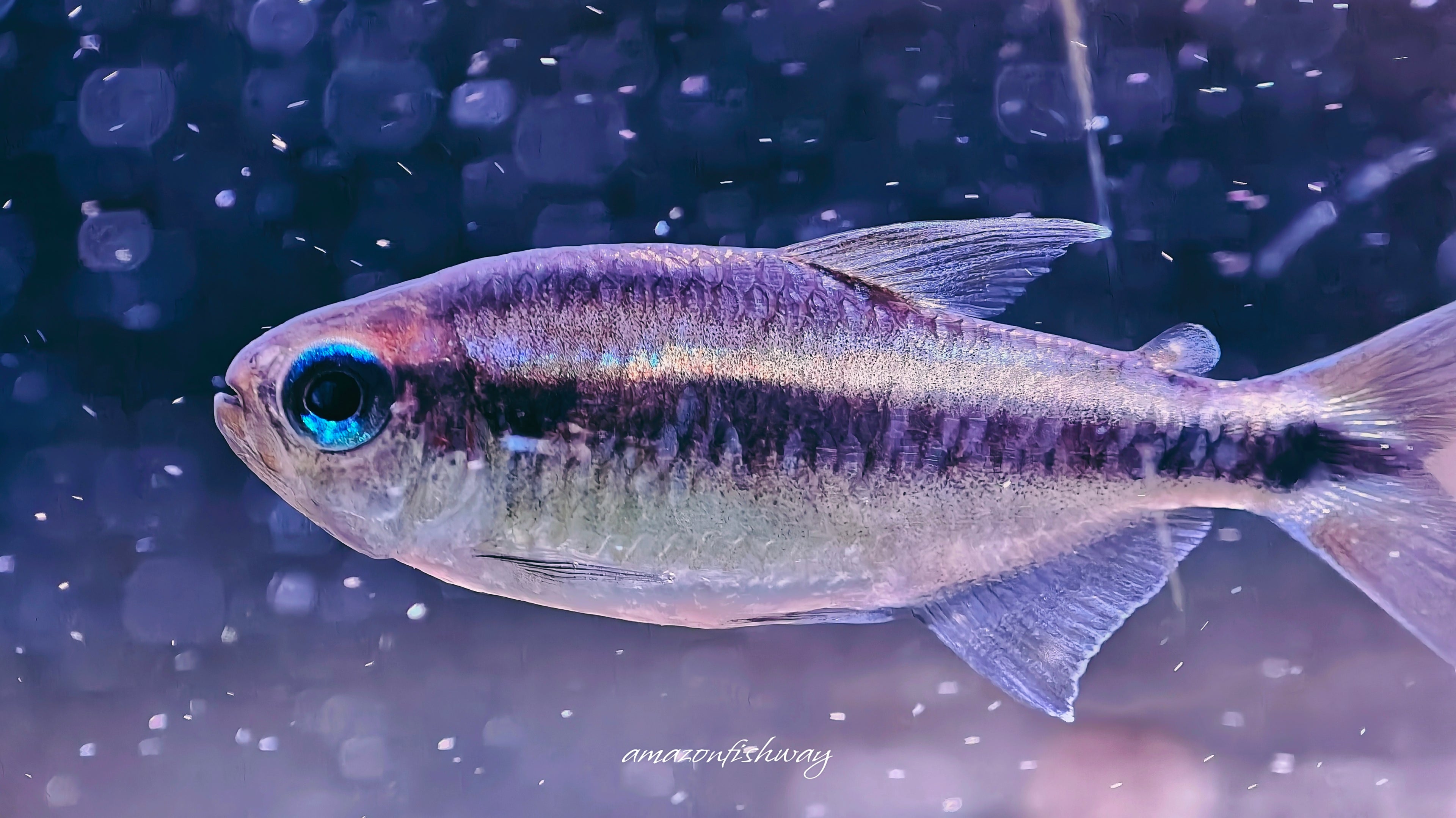 幻彩藍魔鬼燈野生魚群遊實拍 -
AMAZONFISHWAY 魚道