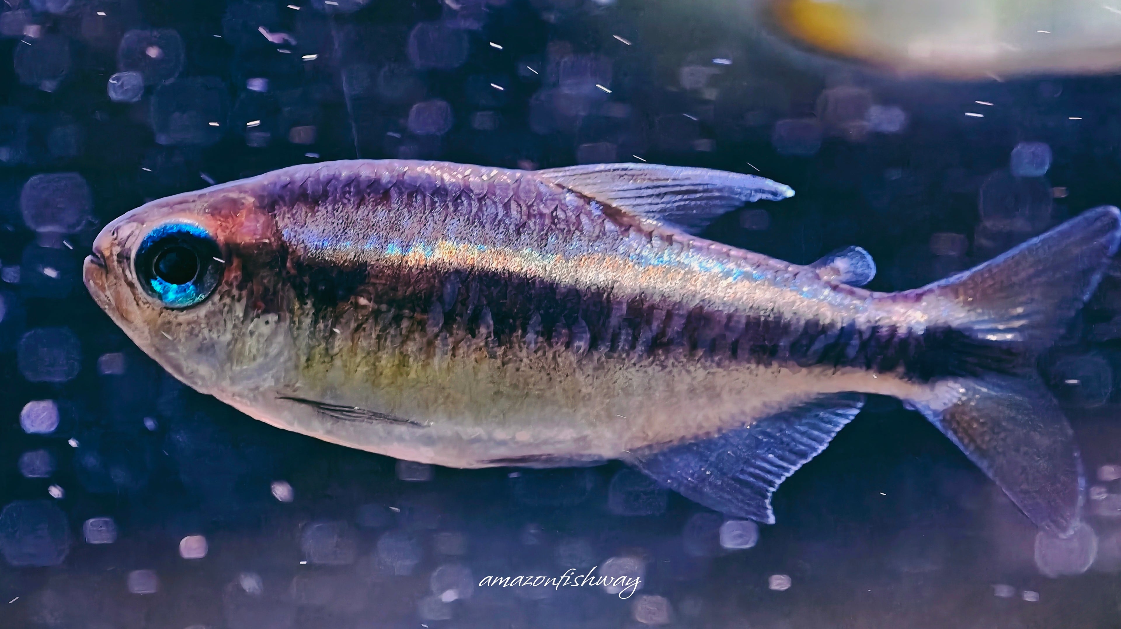 幻彩藍魔鬼燈野生魚群遊實拍 -
AMAZONFISHWAY 魚道