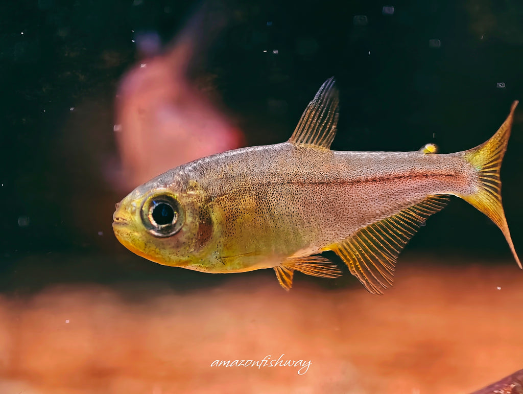 紫芯百合燈野生魚群遊實拍 -
AMAZONFISHWAY 魚道