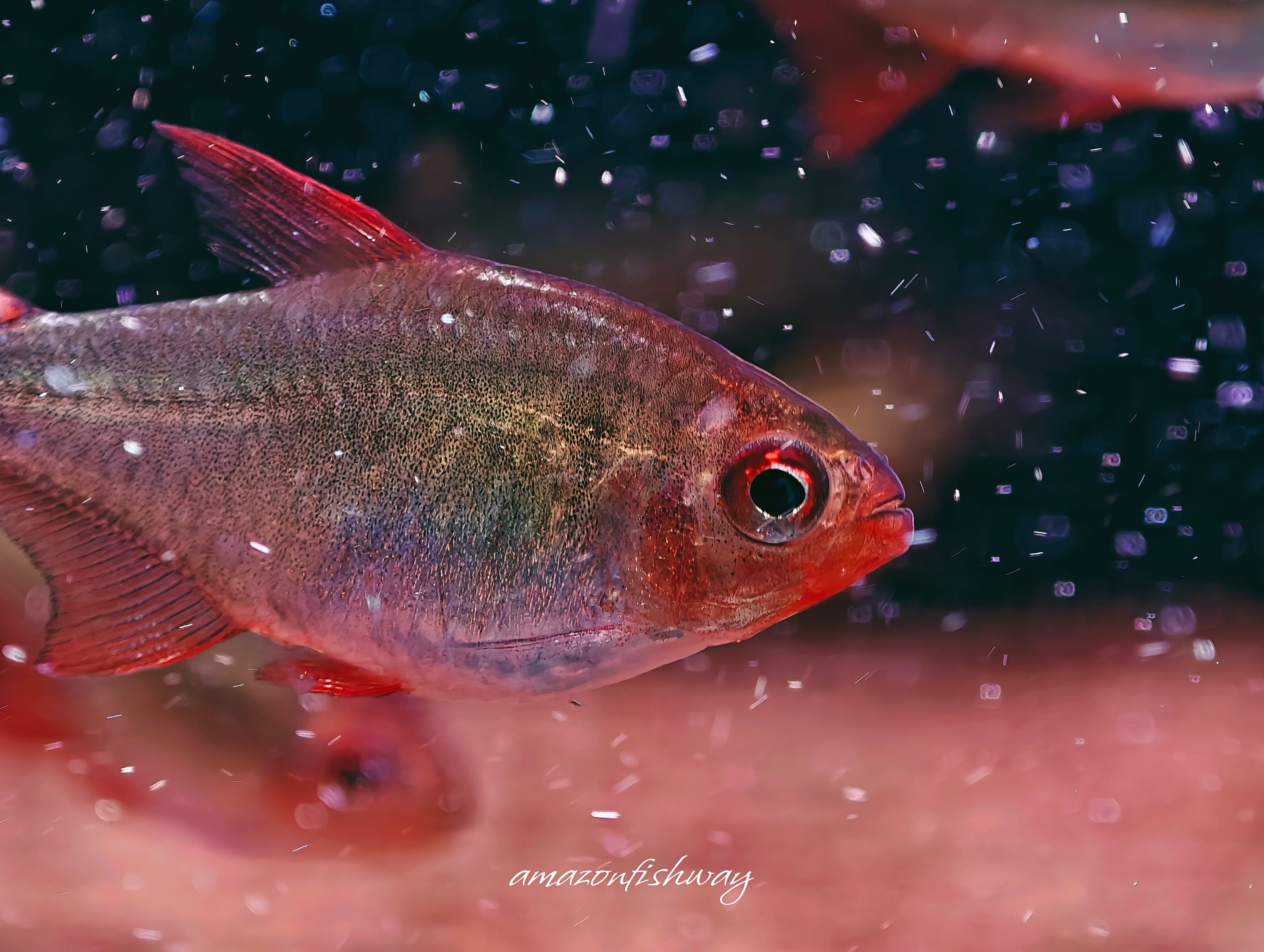 惡魔火焰燈野生魚群遊實拍 -
AMAZONFISHWAY 魚道