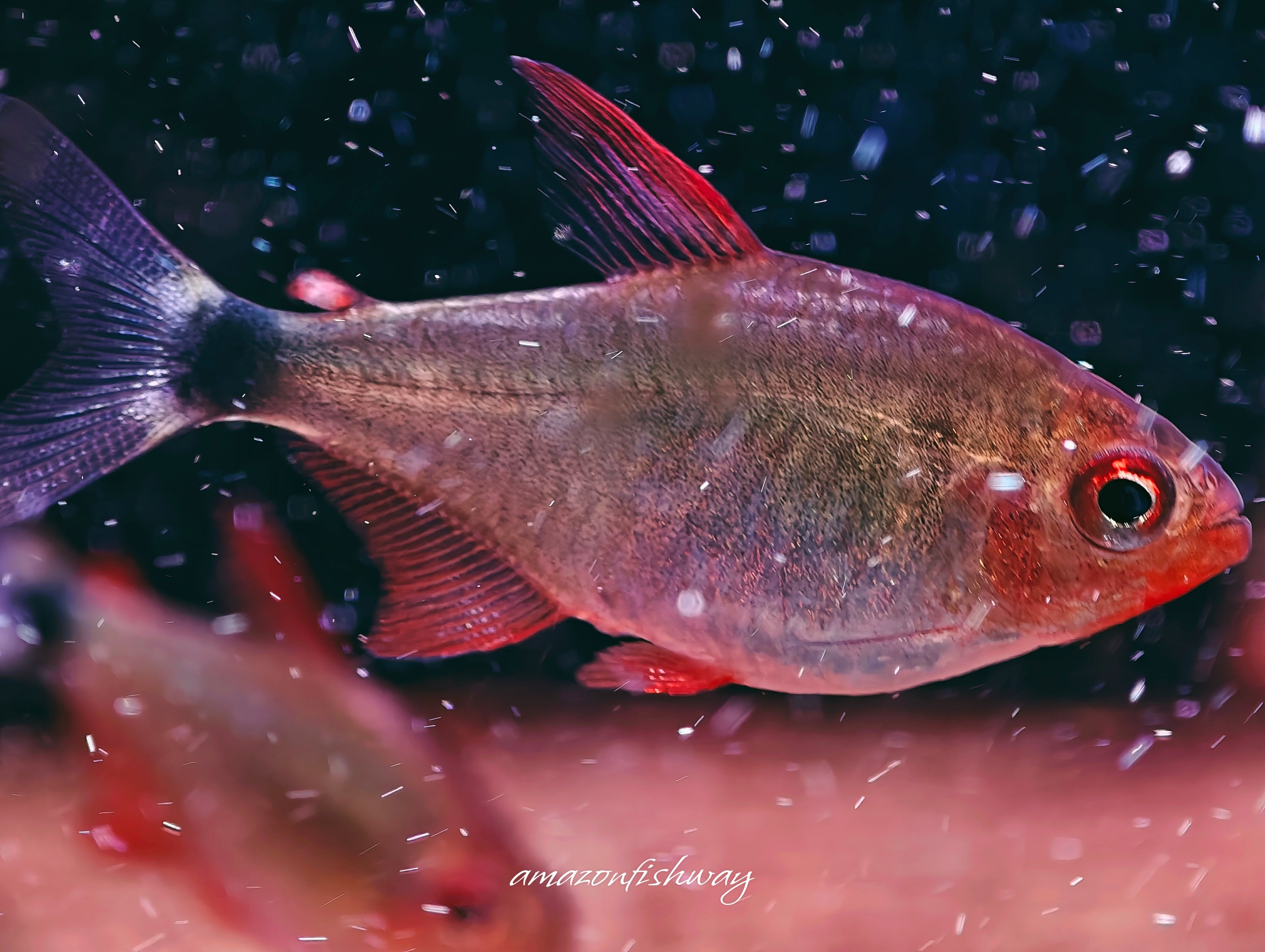 惡魔火焰燈野生魚群遊實拍 -
AMAZONFISHWAY 魚道
