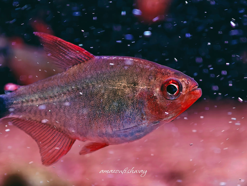 惡魔火焰燈野生魚群遊實拍 -
AMAZONFISHWAY 魚道