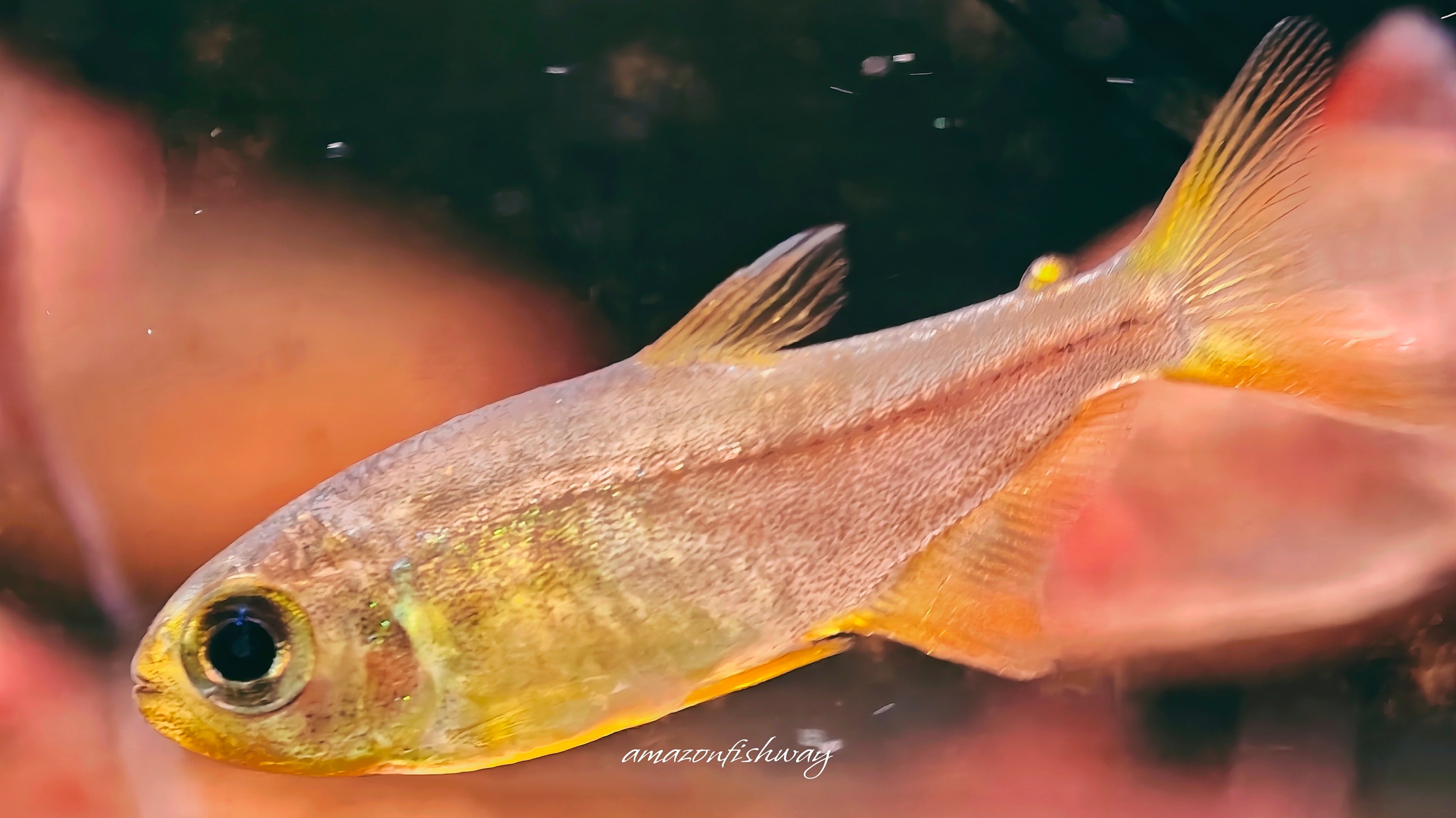 紫芯百合燈野生魚群遊實拍 -
AMAZONFISHWAY 魚道