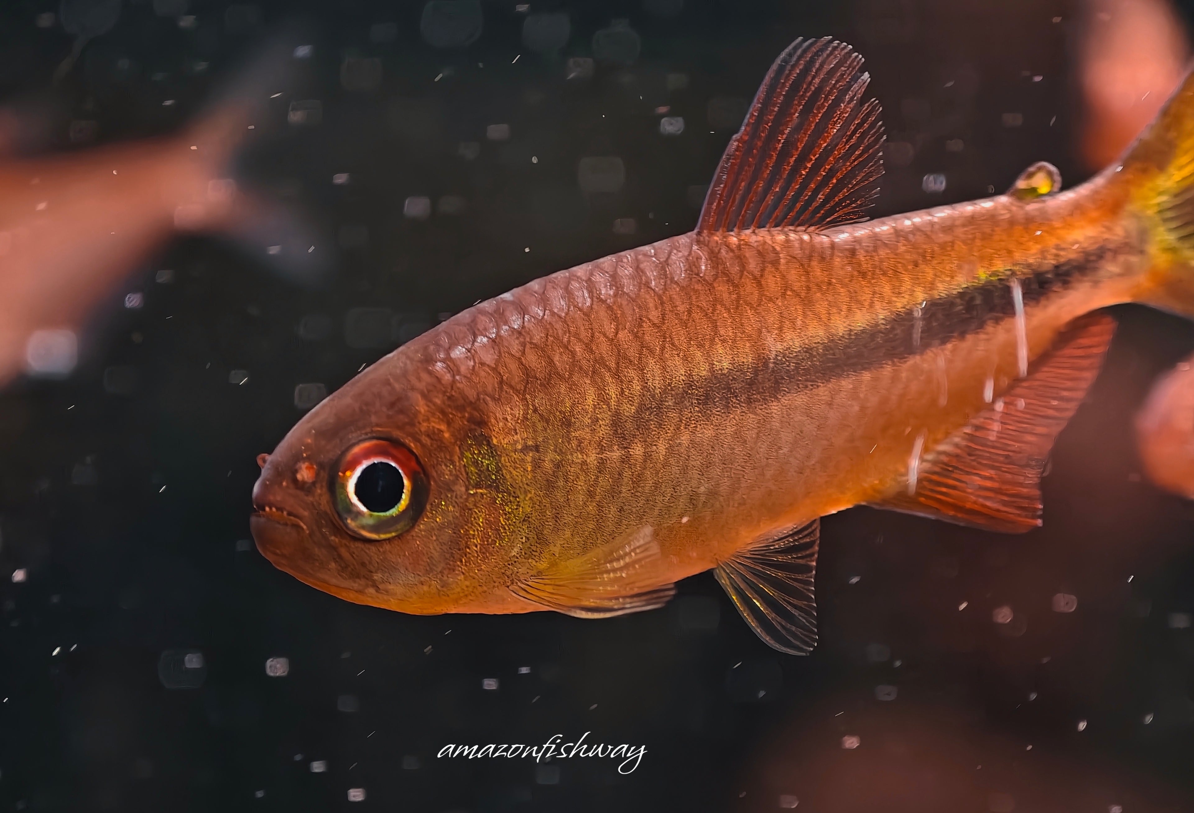 夢幻火炬燈野生魚實拍 -
AMAZONFISHWAY 魚道