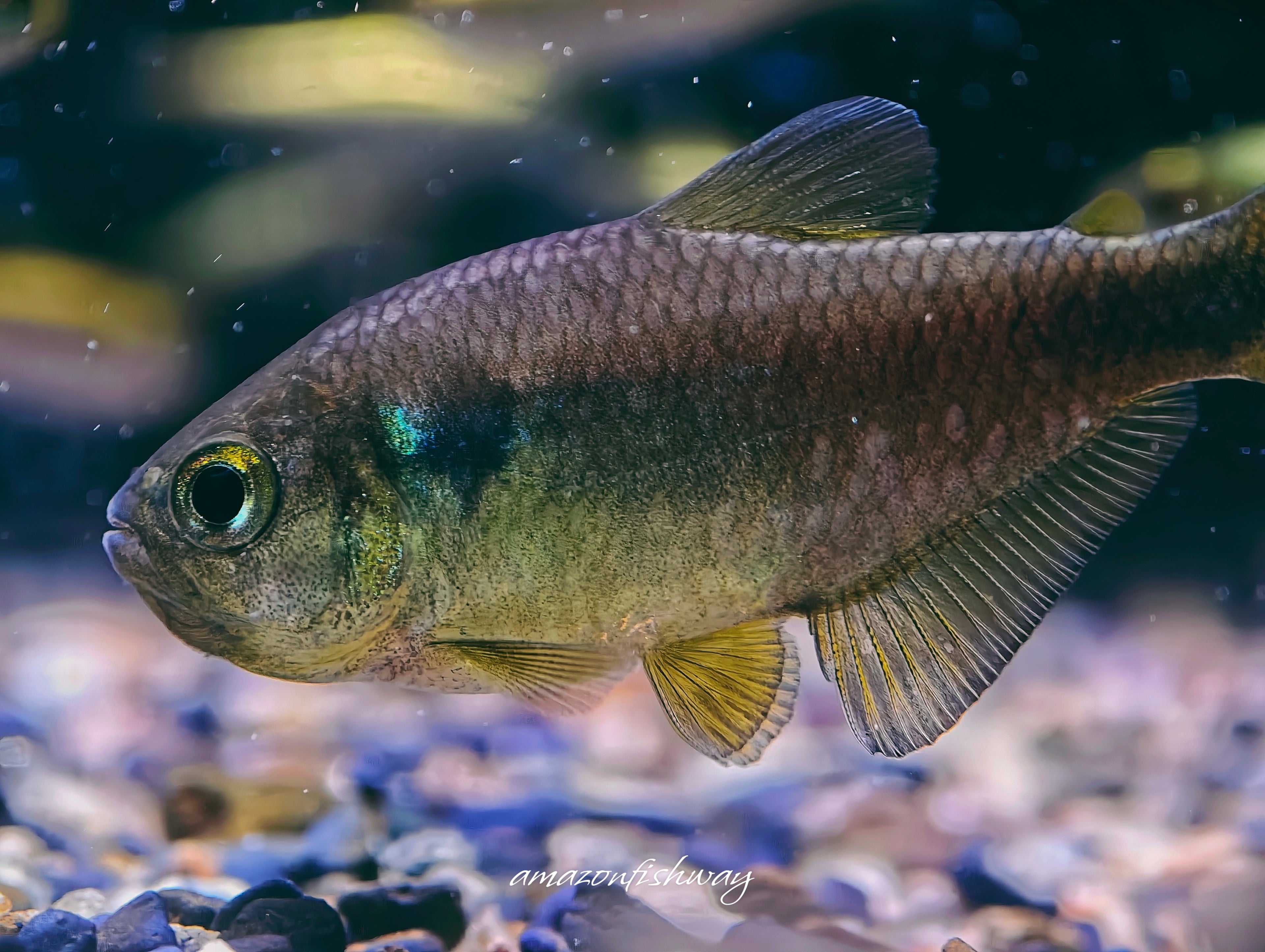 黑尾紫檸檬燈野生魚群遊實拍 -
AMAZONFISHWAY 魚道