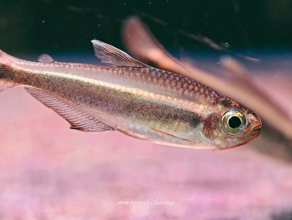費洛塔金帶燈野生魚群遊實拍 -
AMAZONFISHWAY 魚道
