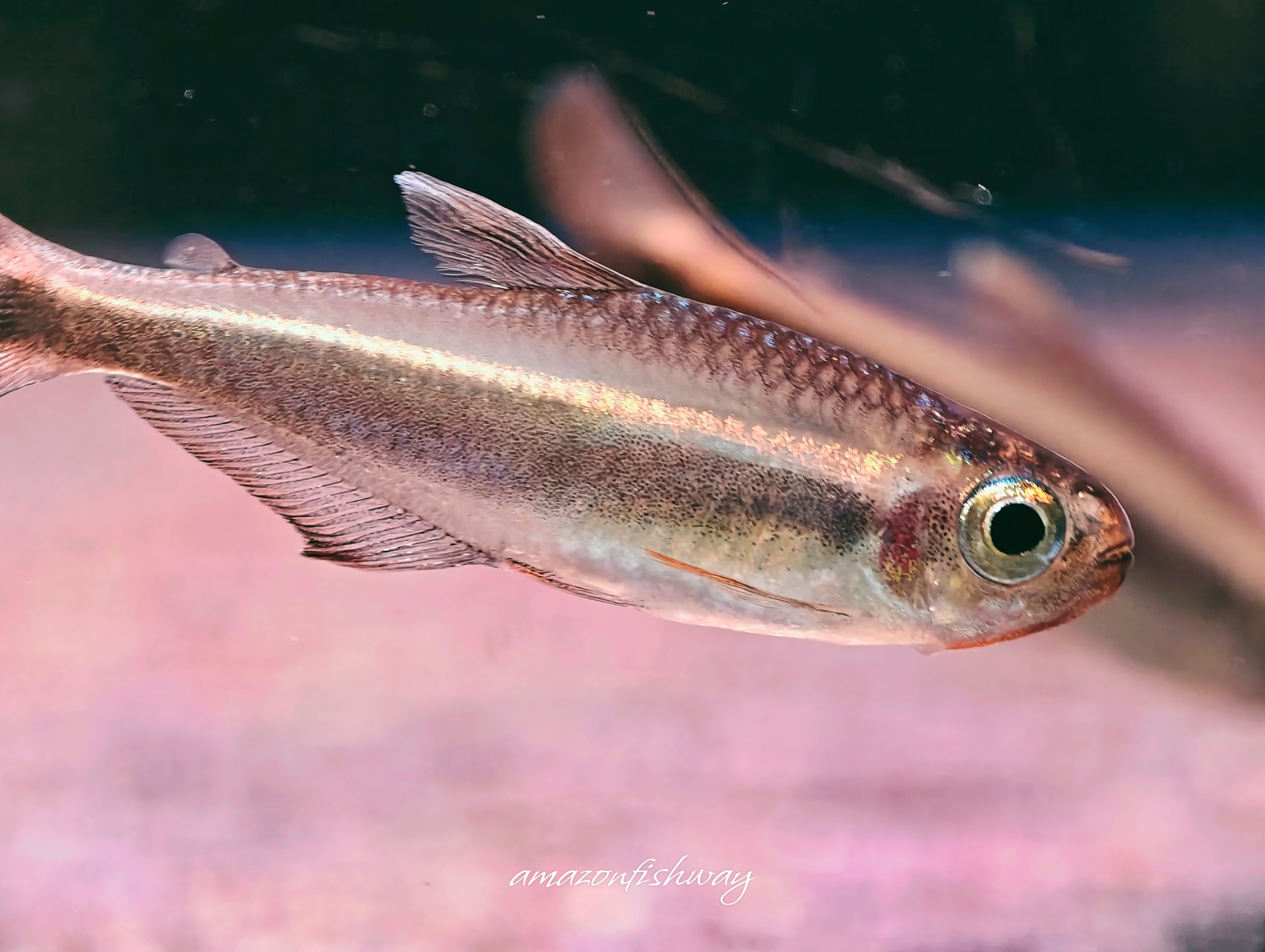 費洛塔金帶燈野生魚群遊實拍 -
AMAZONFISHWAY 魚道