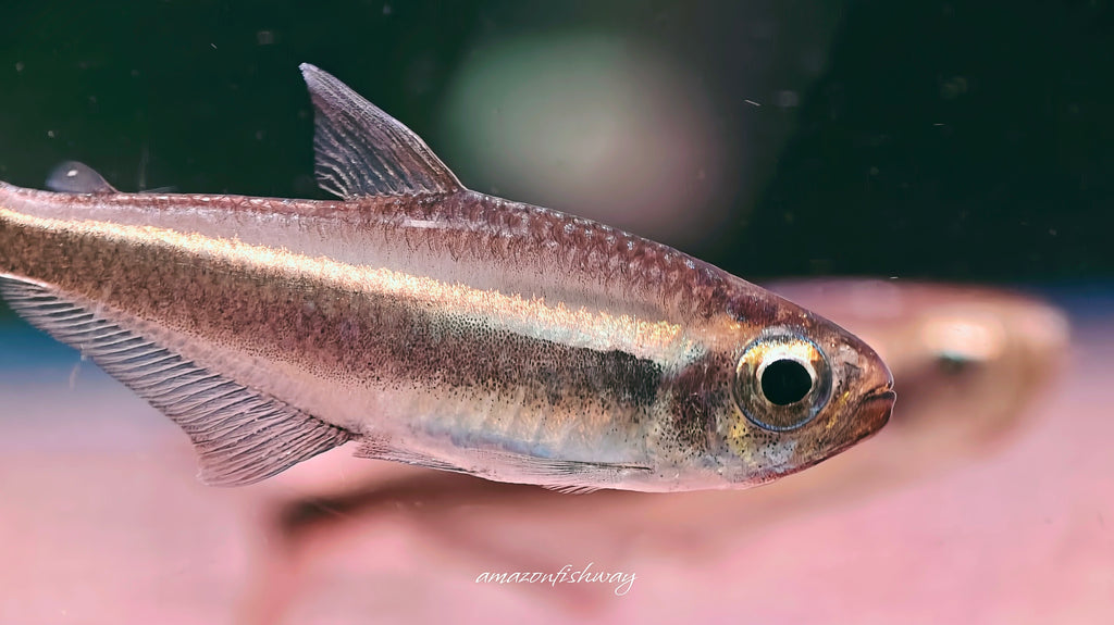 費洛塔金帶燈野生魚群遊實拍 -
AMAZONFISHWAY 魚道