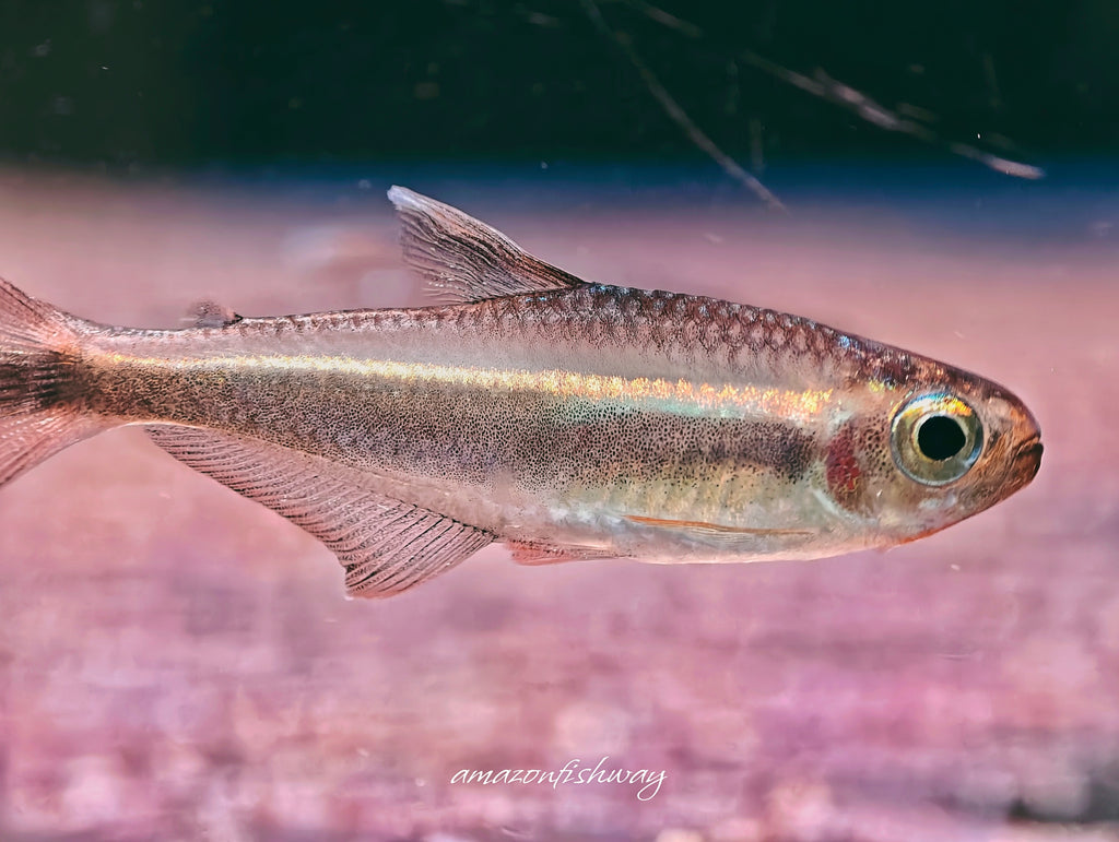 費洛塔金帶燈野生魚群遊實拍 -
AMAZONFISHWAY 魚道