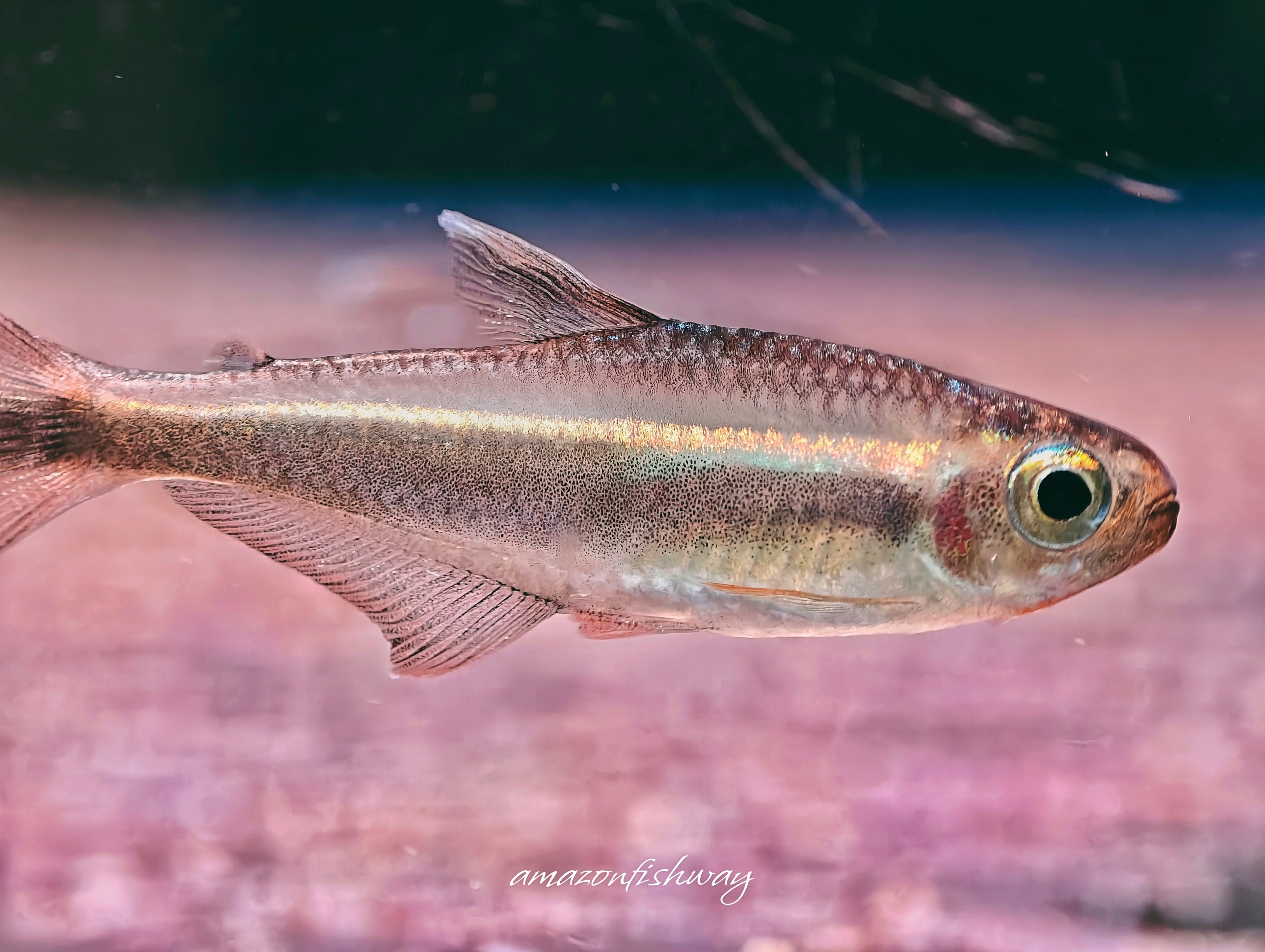 費洛塔金帶燈野生魚群遊實拍 -
AMAZONFISHWAY 魚道