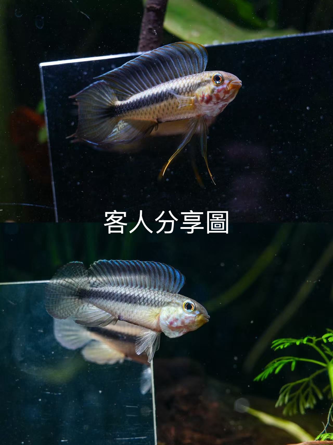 Apistogramma sp Segelflossen 「S帆」客人分享野生魚實拍 -
AMAZONFISHWAY 魚道