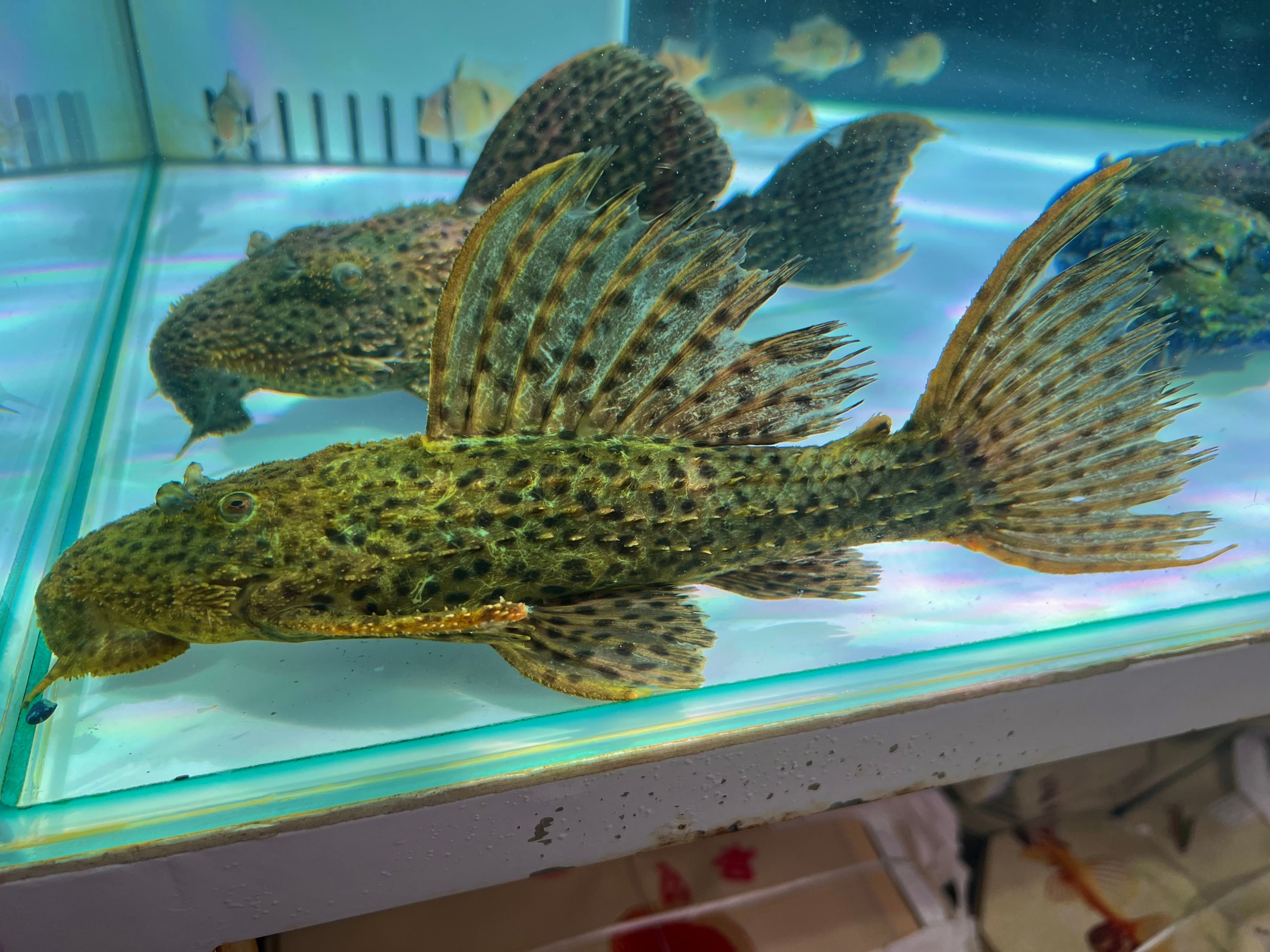 L96格瑪橘邊坦克異形野生魚實拍 -
AMAZONFISHWAY 魚道
