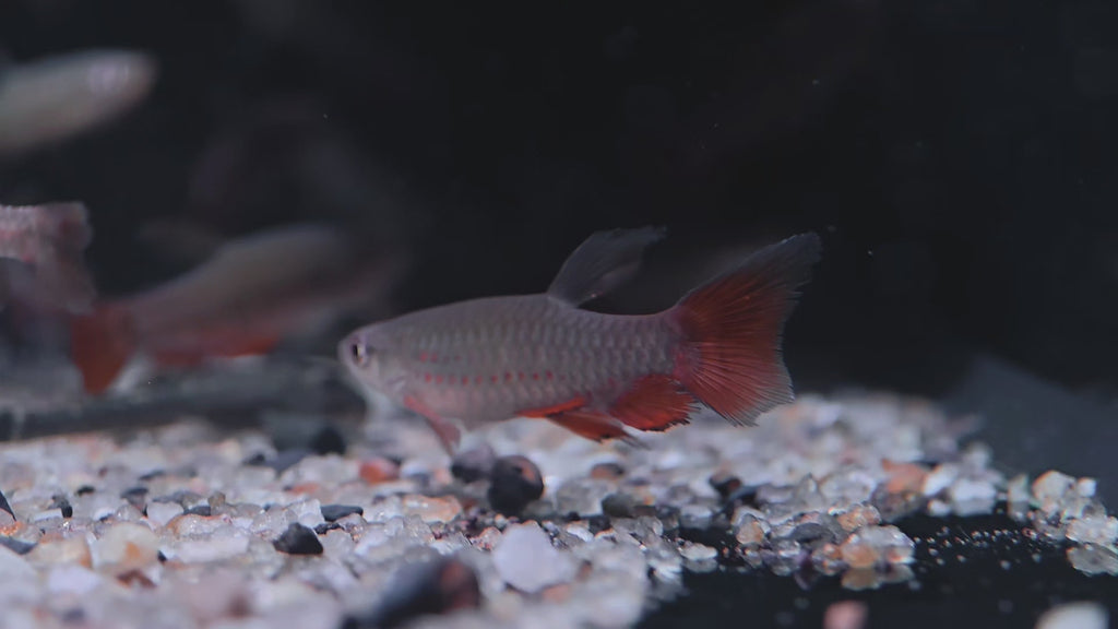 古塔塔淺水魚野生魚魚道實拍 