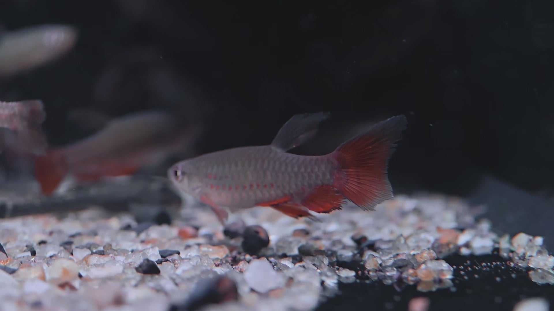 古塔塔淺水魚野生魚魚道實拍 