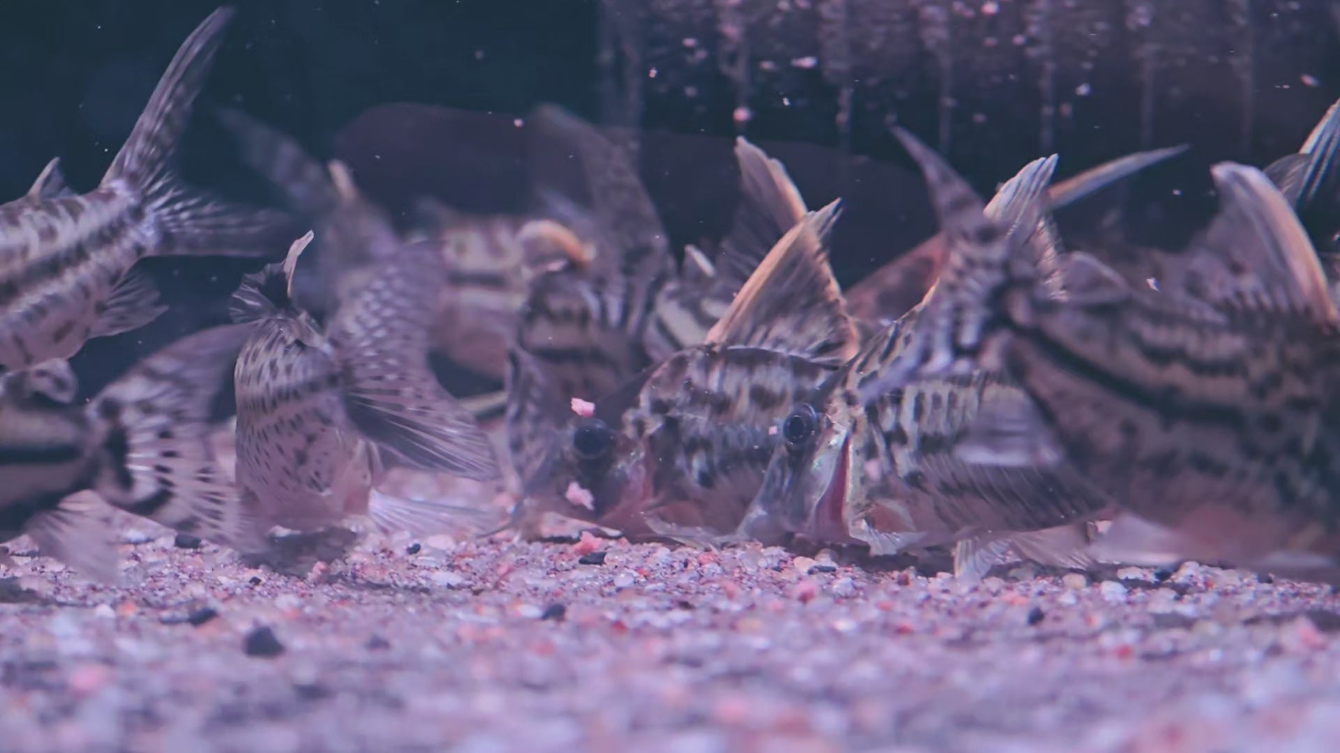 羅伯斯鼠仆卡野生魚魚道實拍 