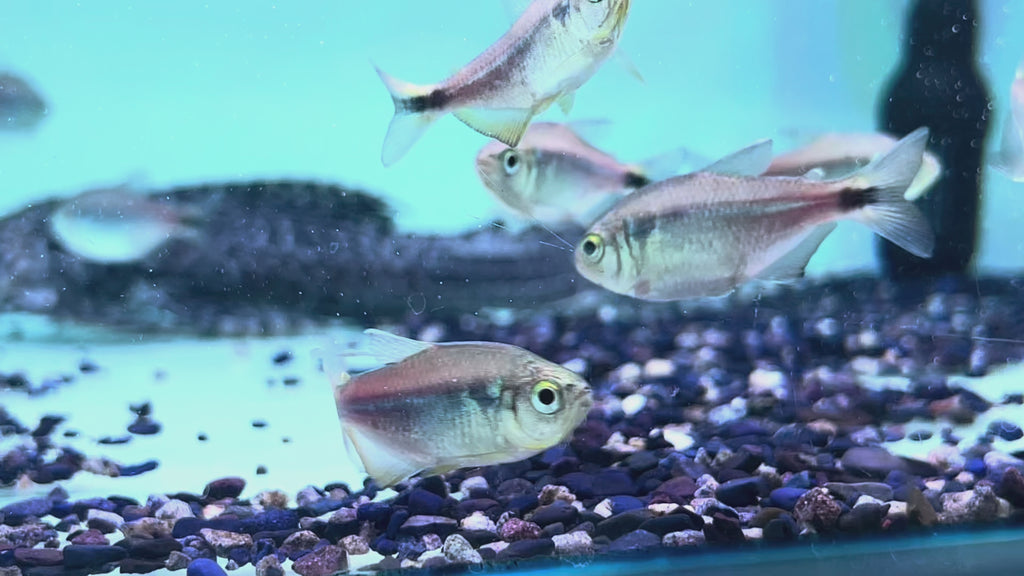 黑尾紫檸檬燈野生魚群遊實拍 -
AMAZONFISHWAY 魚道