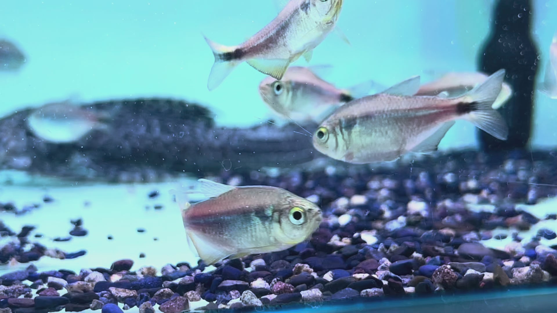 黑尾紫檸檬燈野生魚群遊實拍 -
AMAZONFISHWAY 魚道