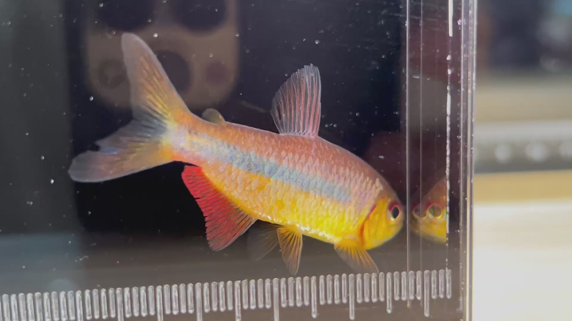 夢幻火炬燈野生魚實拍 -
AMAZONFISHWAY 魚道