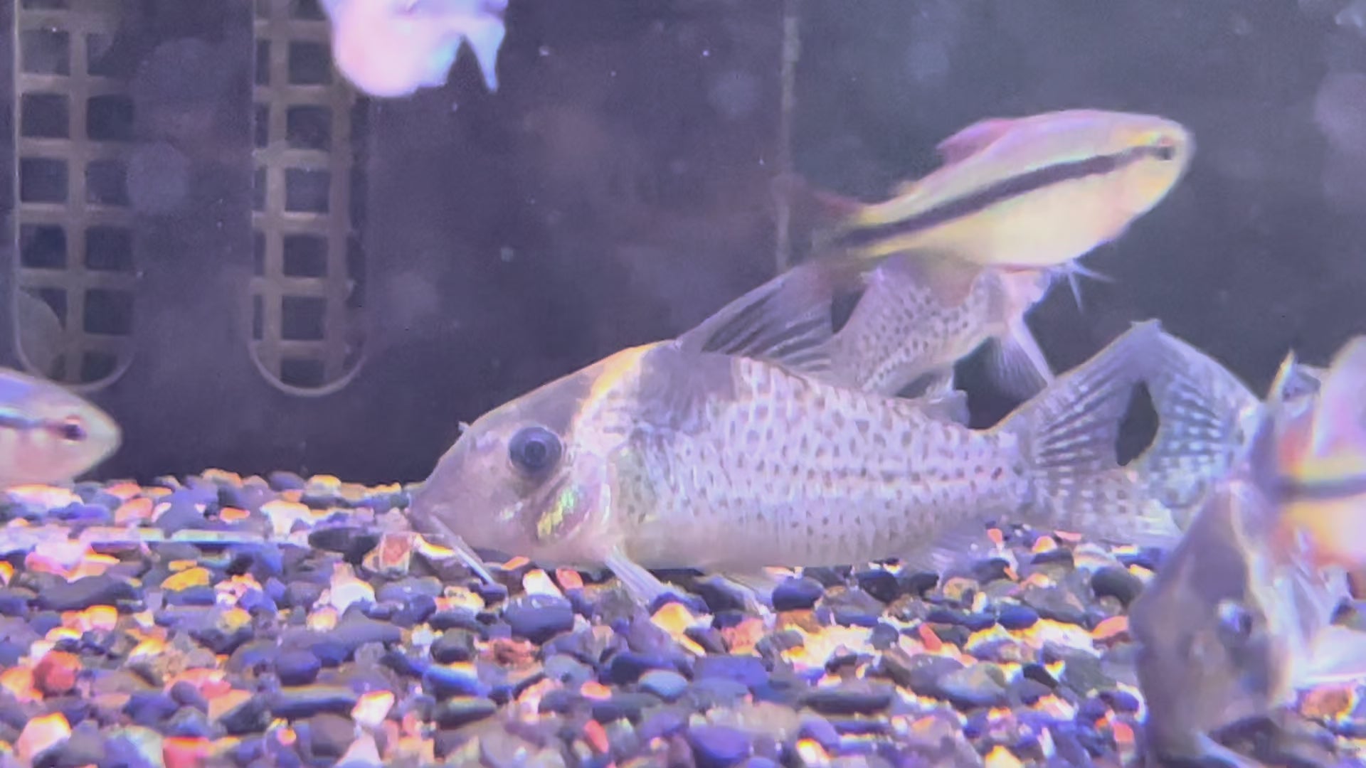投肯廷帝王鼠野生魚群遊實拍 -
AMAZONFISHWAY 魚道