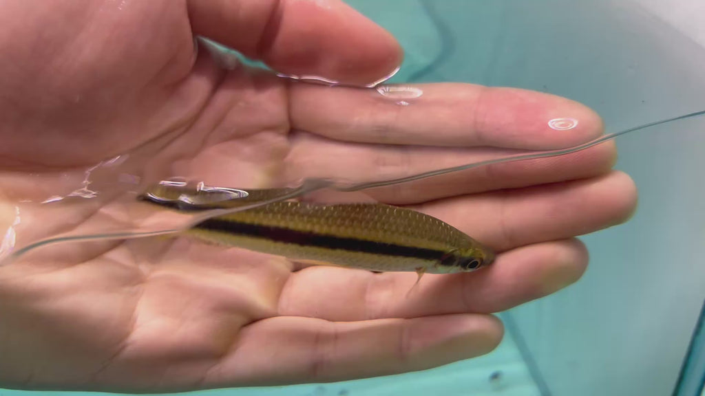 白金二線跳鱸野生魚實拍 