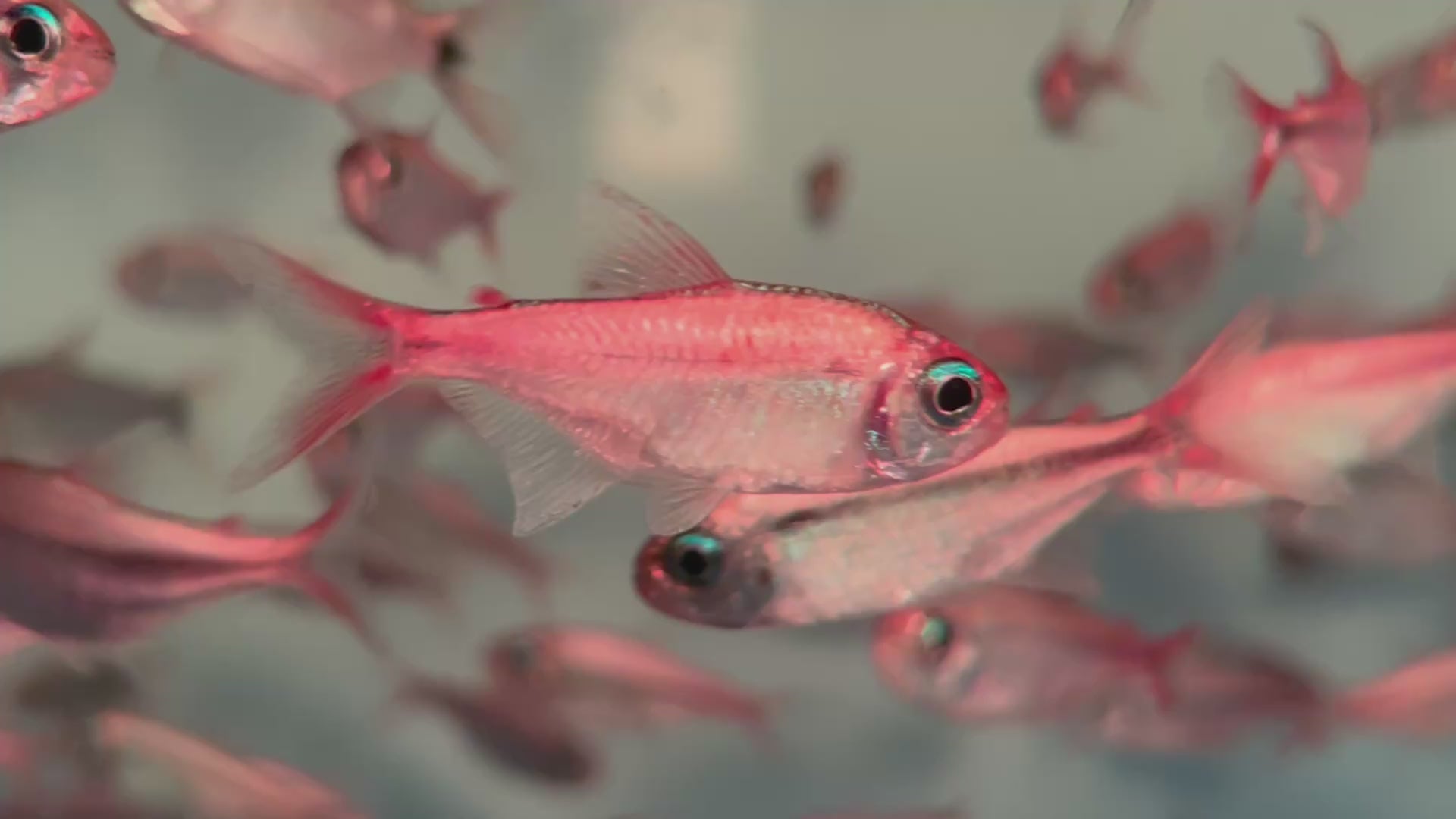 白金紅月可卡燈野生魚群游實拍 - AMAZONFISHWAY 魚道