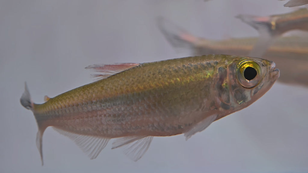 赤焰企鵝河虎野生魚魚道實拍 