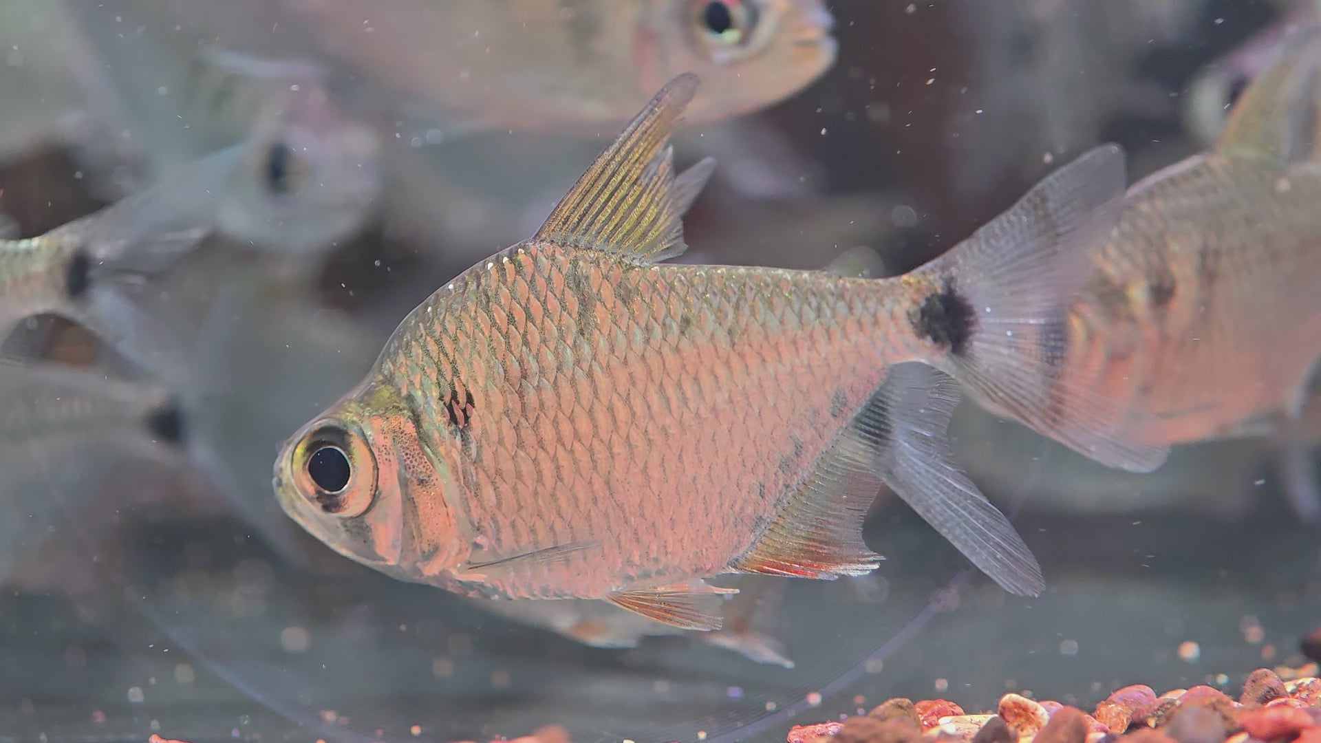 大眼燈野生魚魚道實拍 