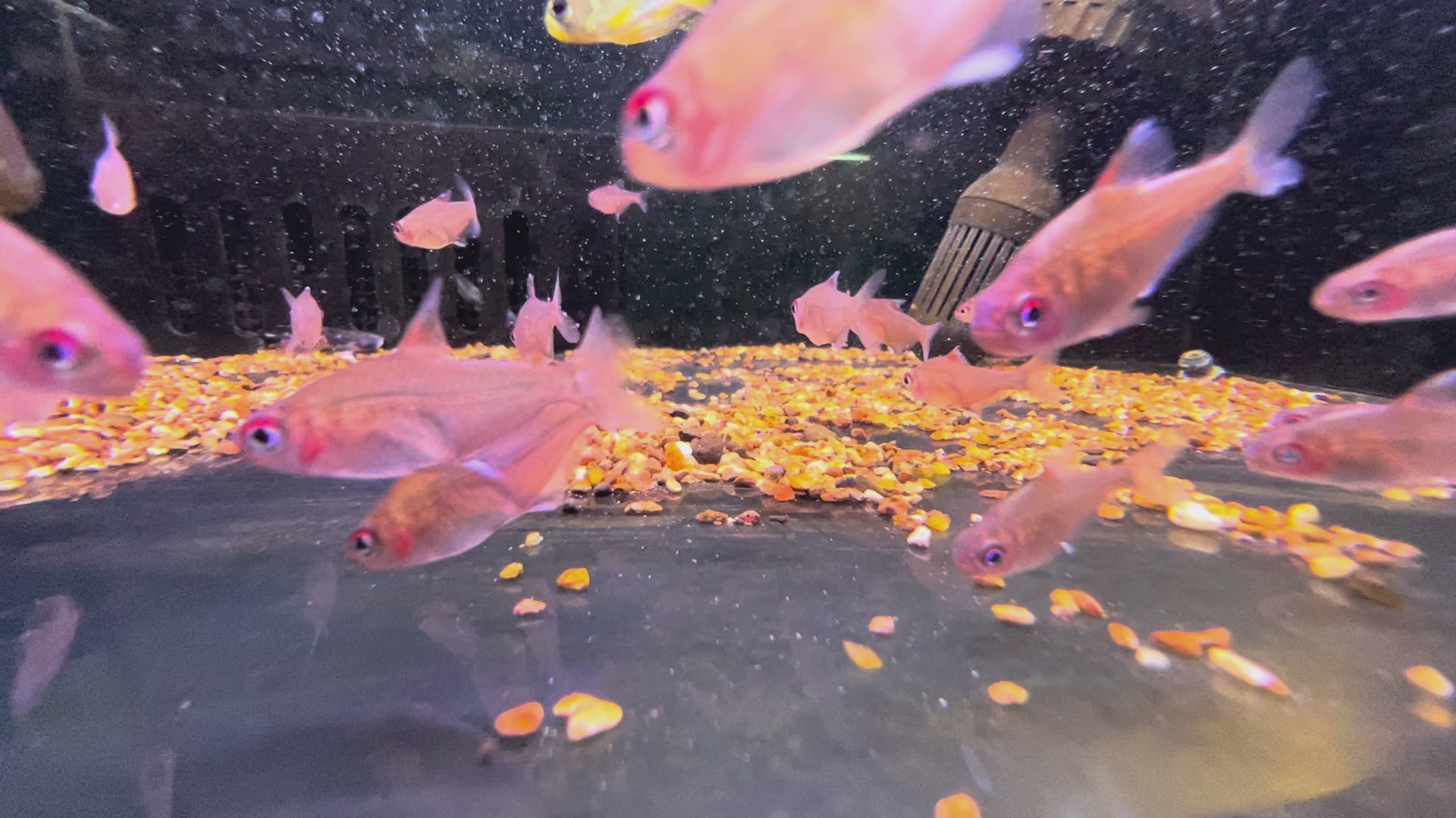 桃檸檬燈野生魚群遊實拍 -
AMAZONFISHWAY 魚道