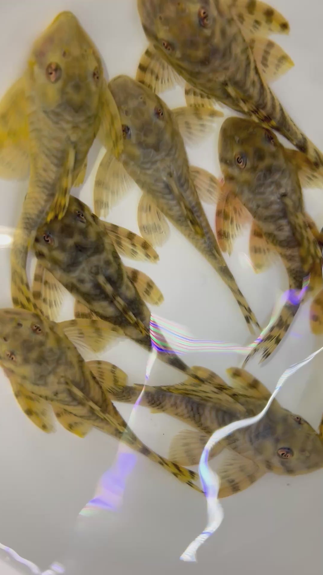 L015糖果條紋異型野生魚群實拍 -
AMAZONFISHWAY 魚道