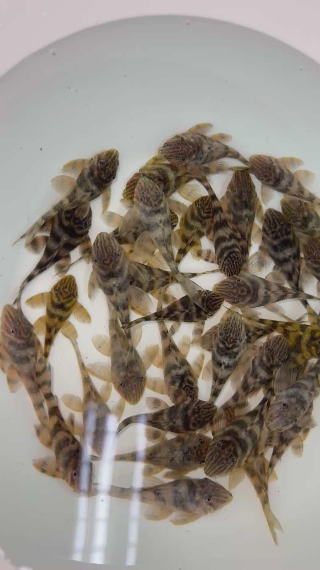 L002 金老虎/花面老虎 Hypancistrus sp. L002 （細）