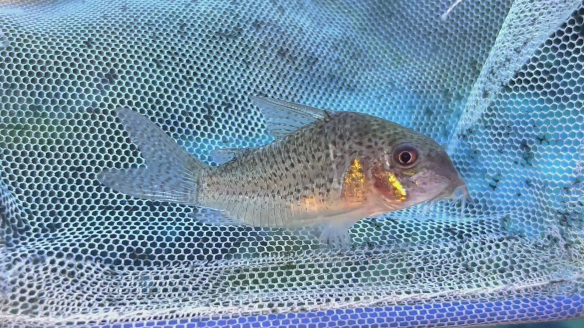 巴西黑芝麻鼠野生魚實拍 -
AMAZONFISHWAY 魚道