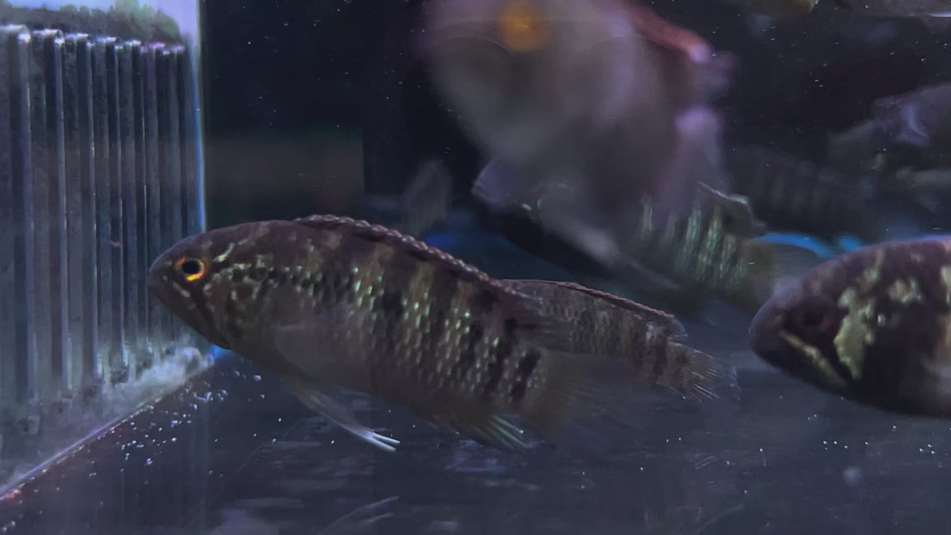 龍紋短鯛野生魚群遊實拍 -
AMAZONFISHWAY 魚道