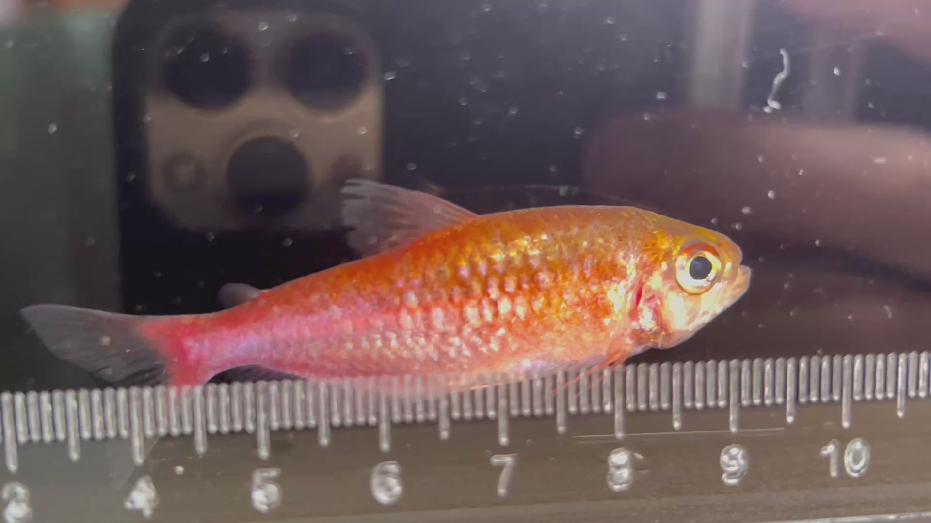 睡美人可卡燈野生魚實拍 -
AMAZONFISHWAY 魚道
