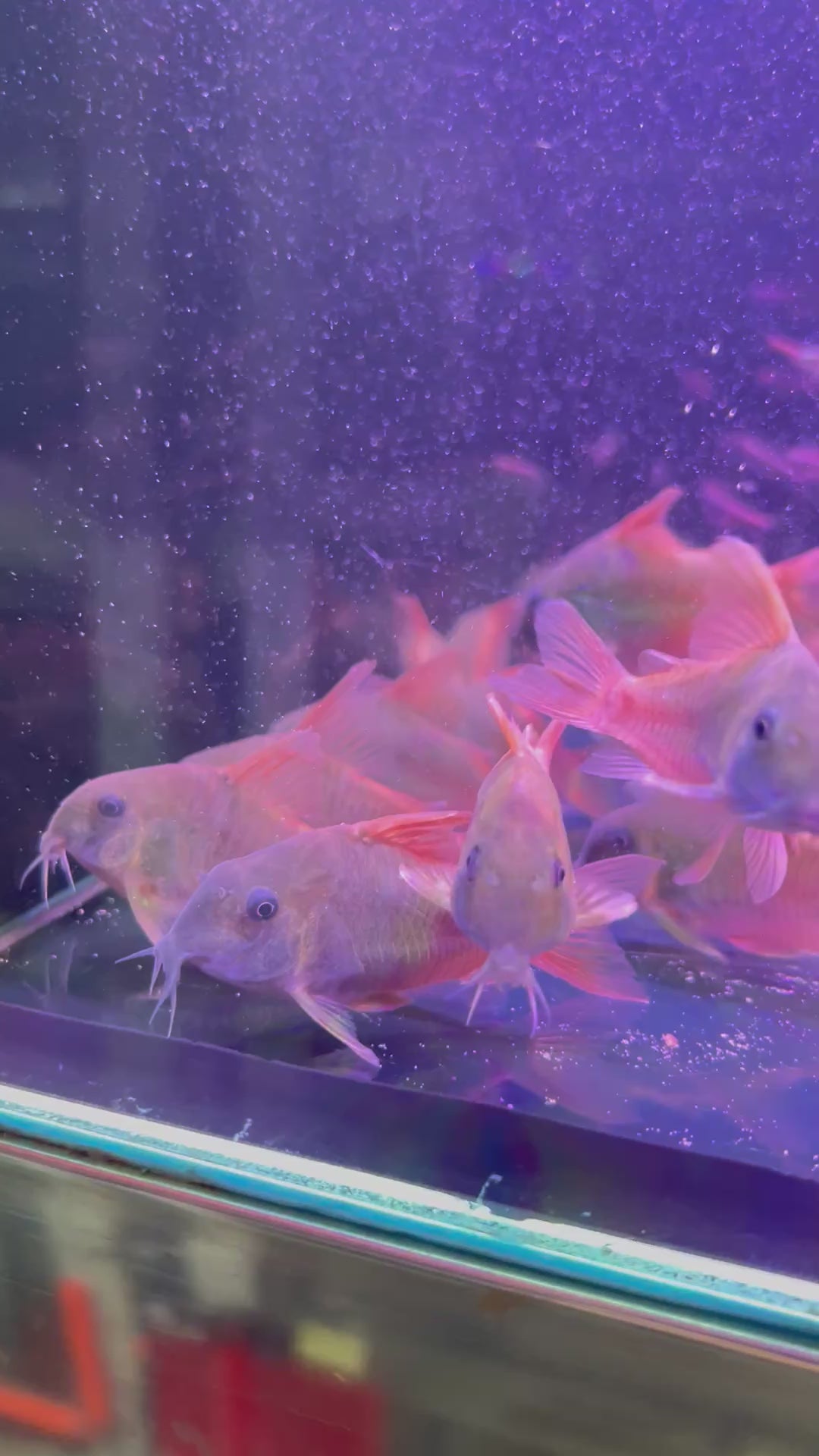 紅帆鼠野生魚群遊實拍 -
AMAZONFISHWAY 魚道