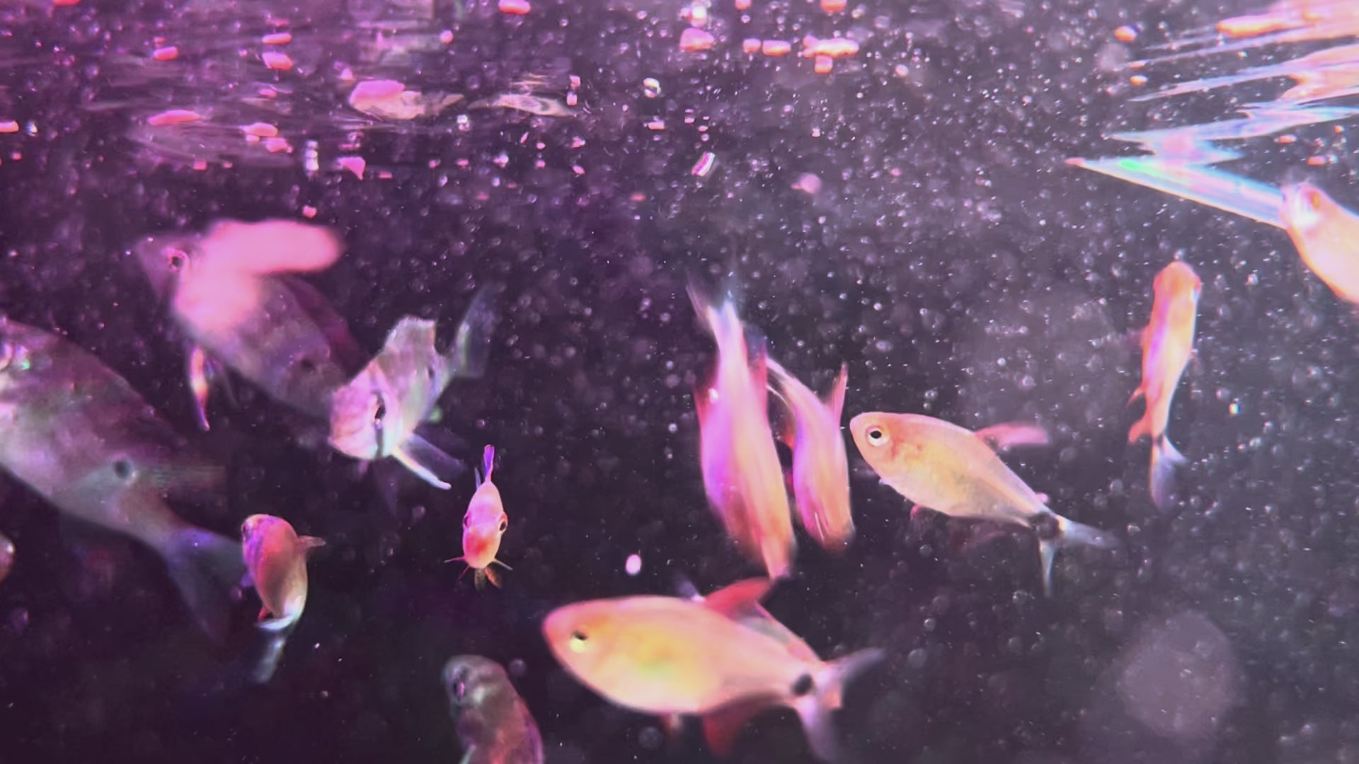 惡魔火焰燈野生魚群遊實拍 -
AMAZONFISHWAY 魚道