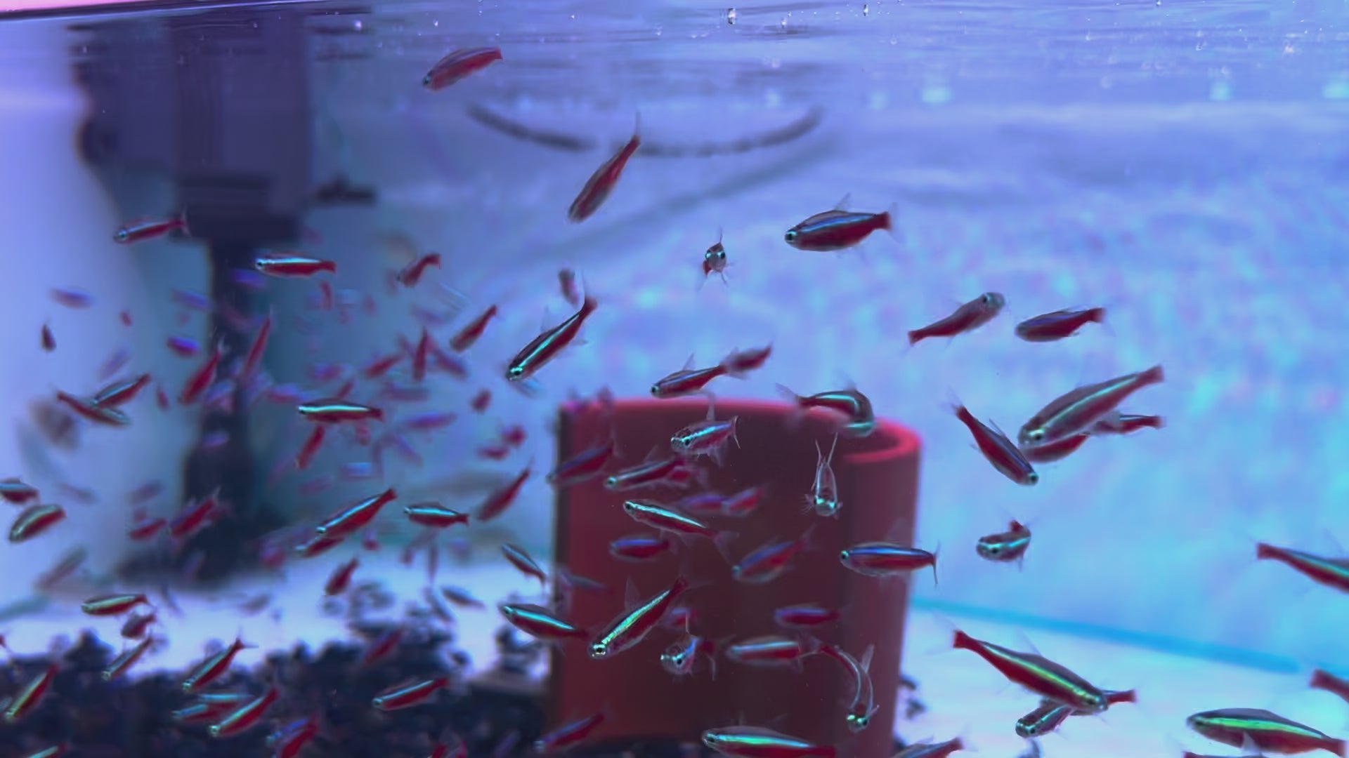 巴西新燈野生魚群遊實拍 -
AMAZONFISHWAY 魚道