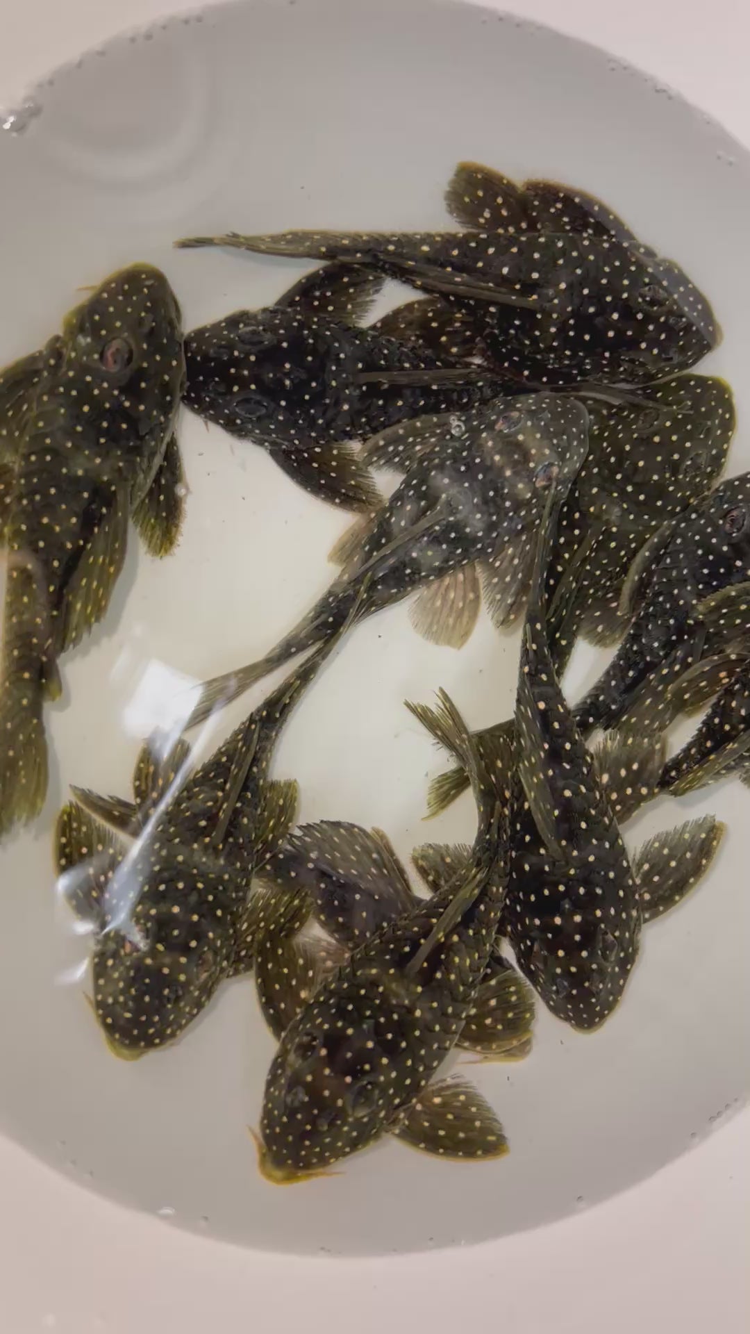 金點米粒異形野生魚群實拍 -
AMAZONFISHWAY 魚道
