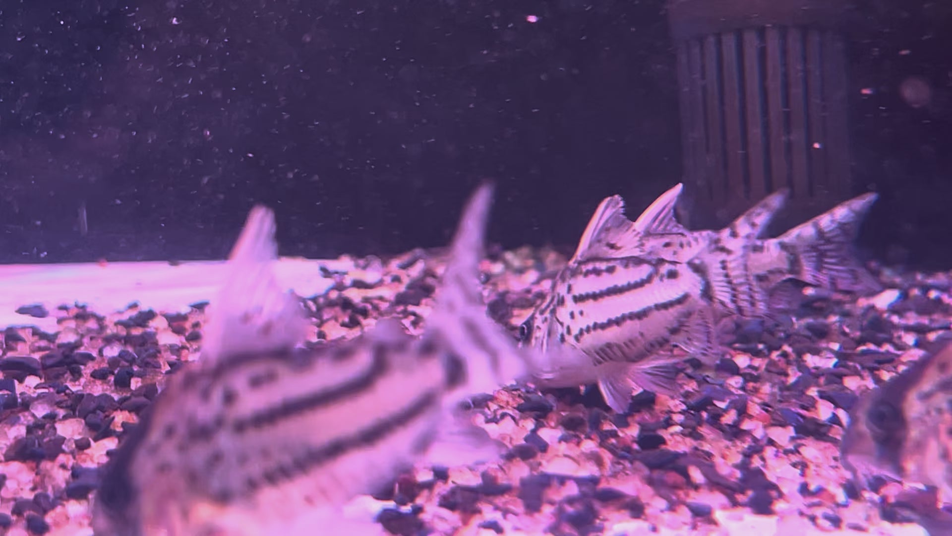超級舒瓦茲鼠野生魚群遊實拍 -
AMAZONFISHWAY 魚道