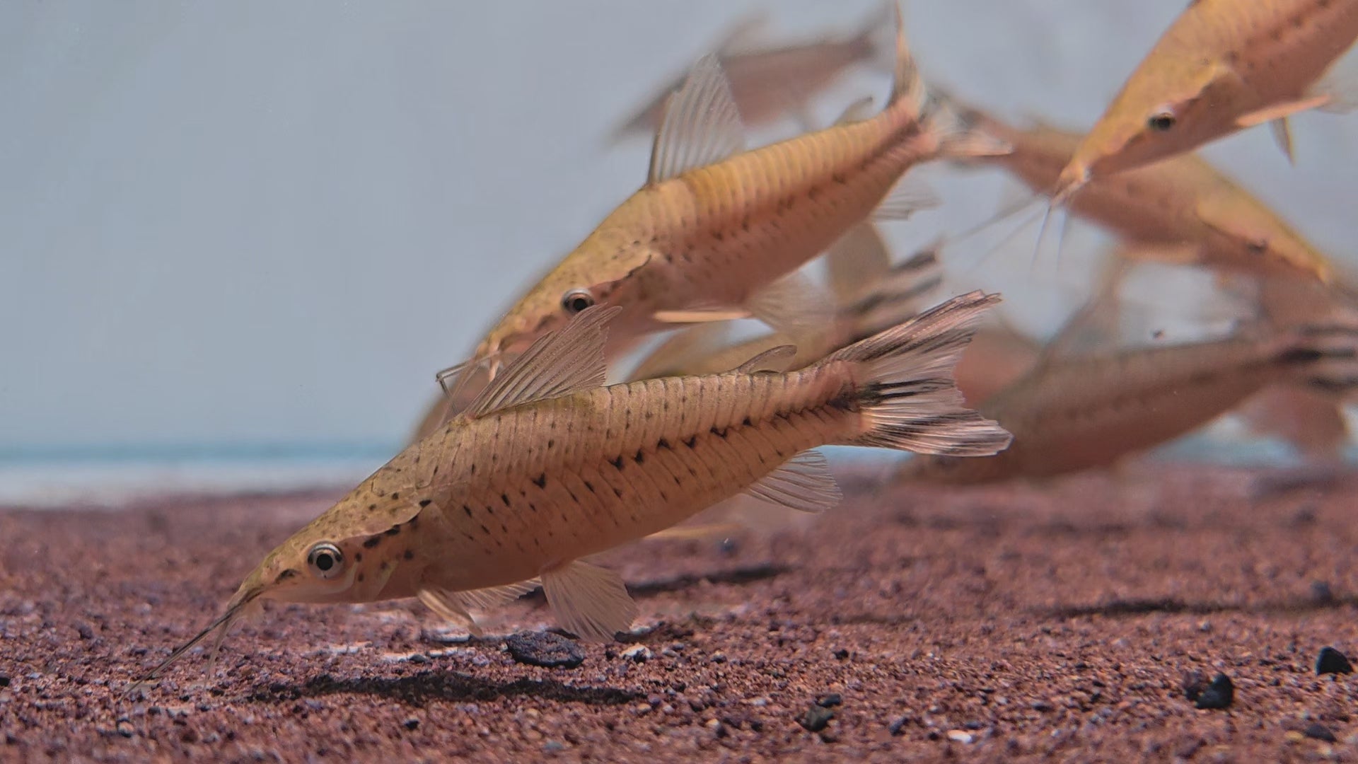 飛鳳戰車野生魚魚道實拍 