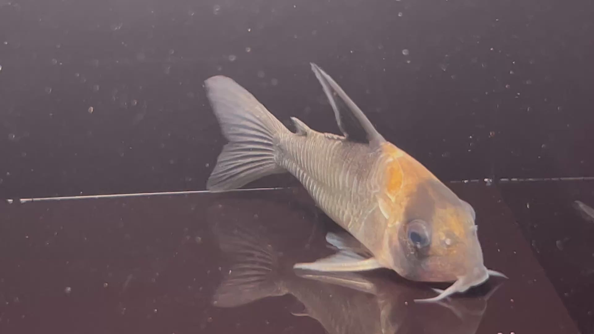 大型紅頭鼠野生魚實拍 -
AMAZONFISHWAY 魚道