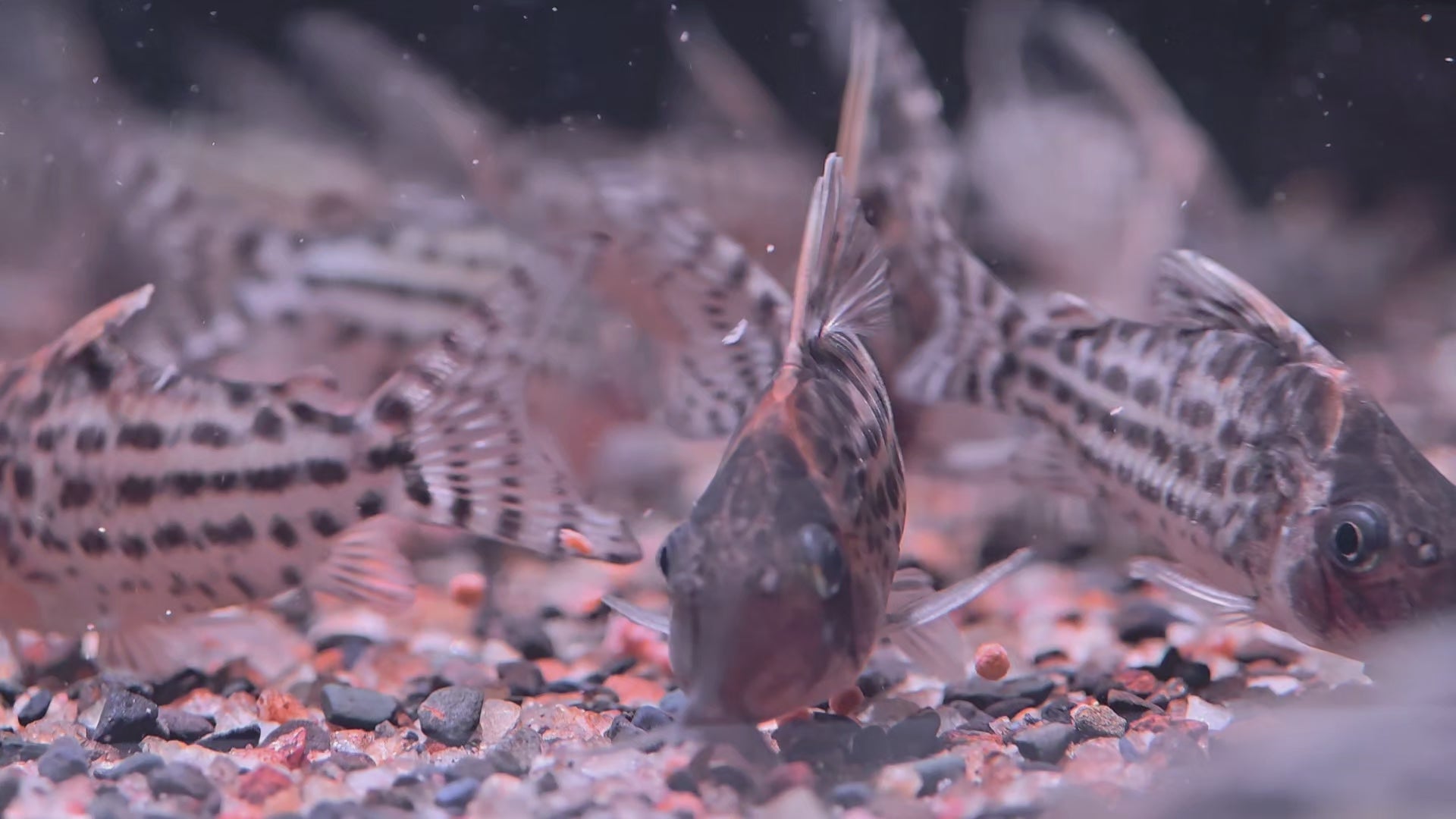 白刺豹鼠野生魚魚道實拍 