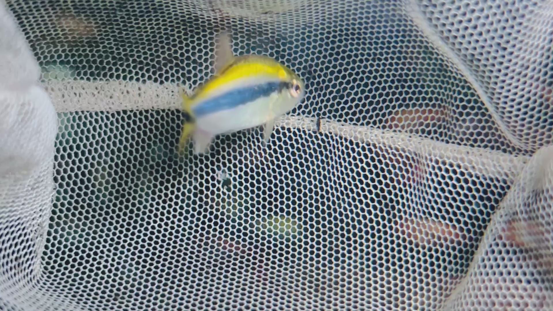 白金檸檬藍帝燈野生魚實拍 -
AMAZONFISHWAY 魚道