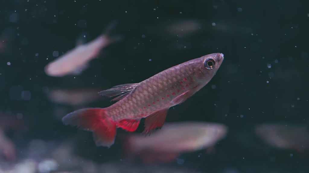 古塔塔淺水魚野生魚魚道實拍 