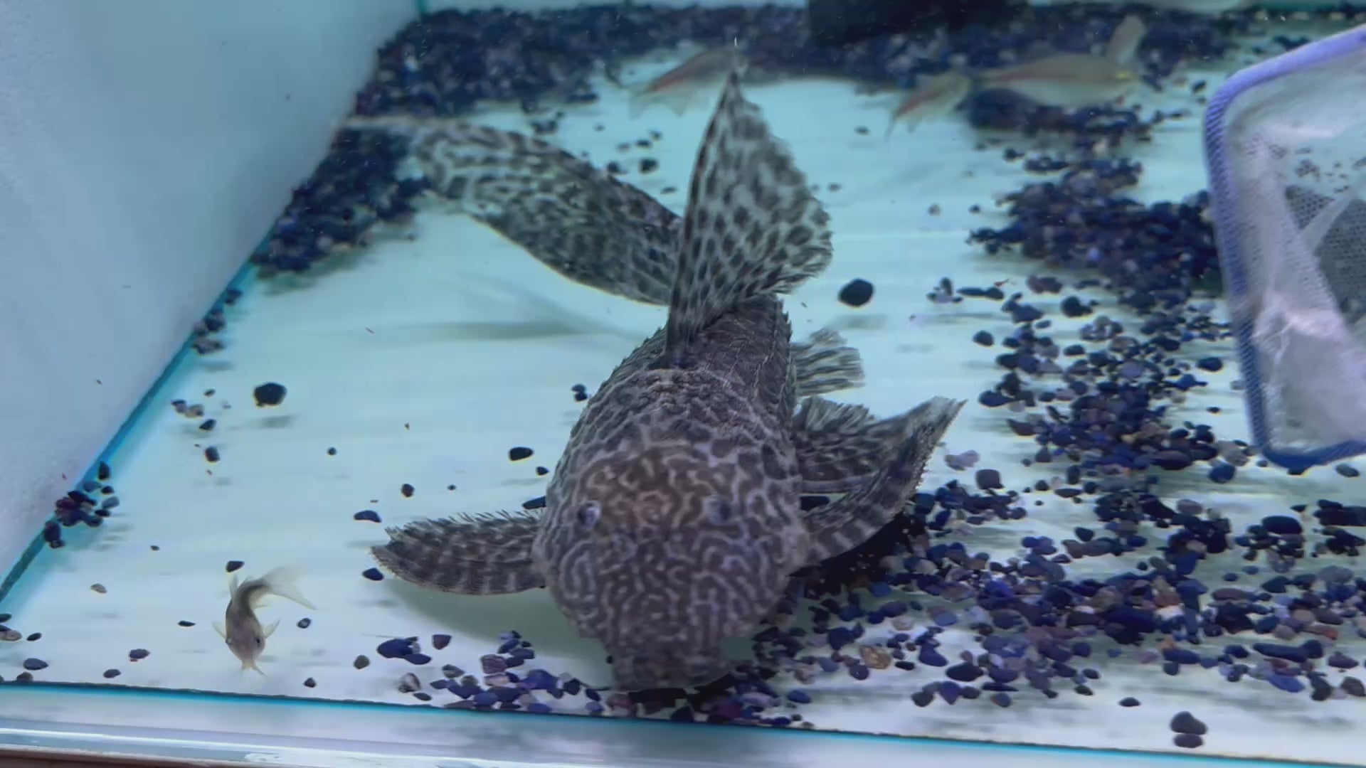 極品綠頭野生魚實拍 -
AMAZONFISHWAY 魚道