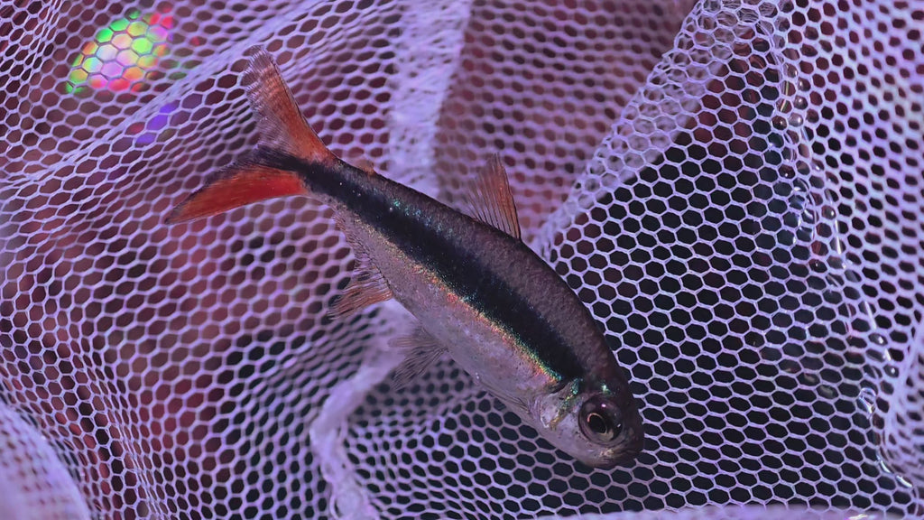 赤焰綠翡翠野生魚魚道實拍 