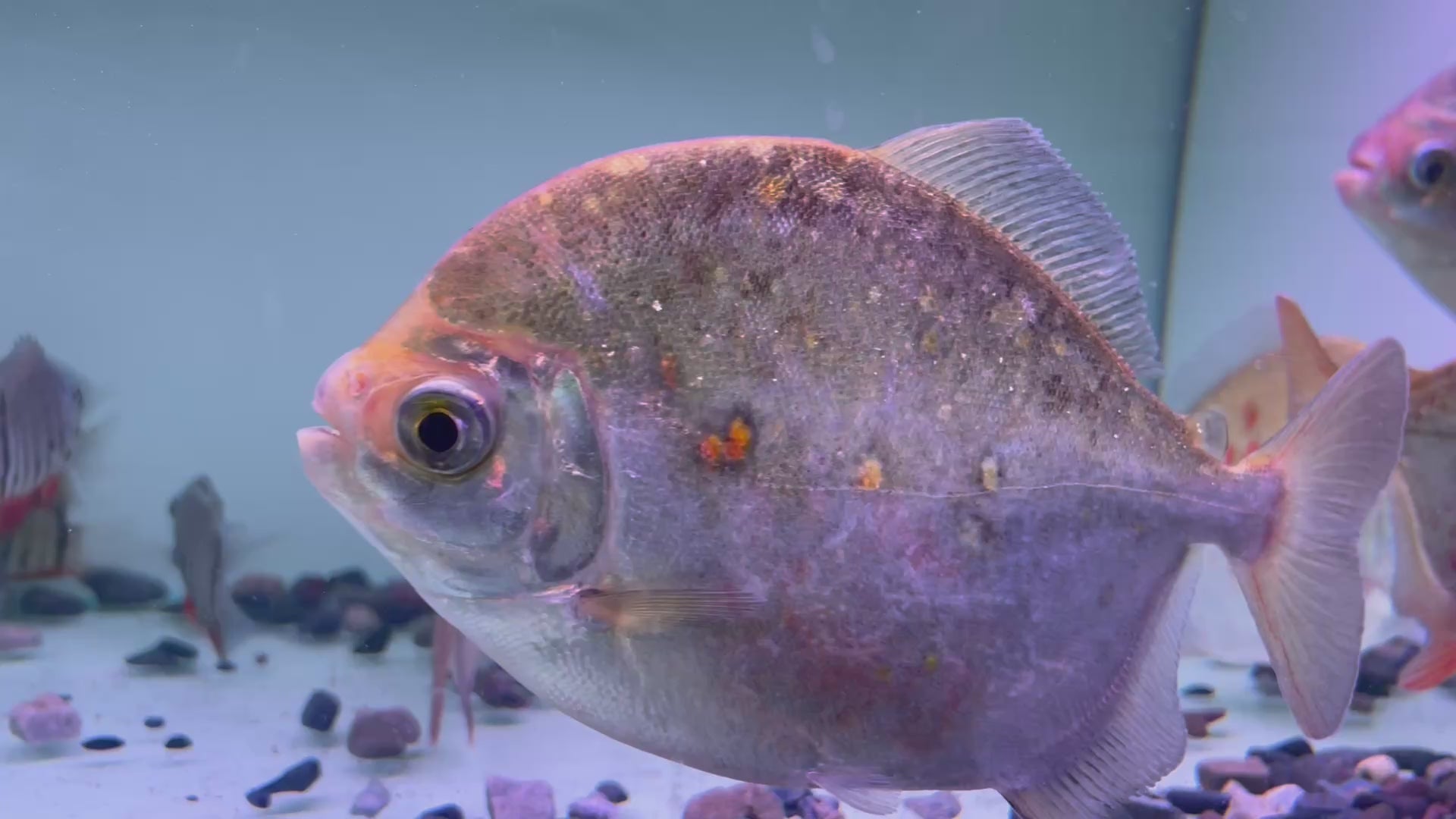激巨銀板野生魚群遊實拍 -
AMAZONFISHWAY 魚道
